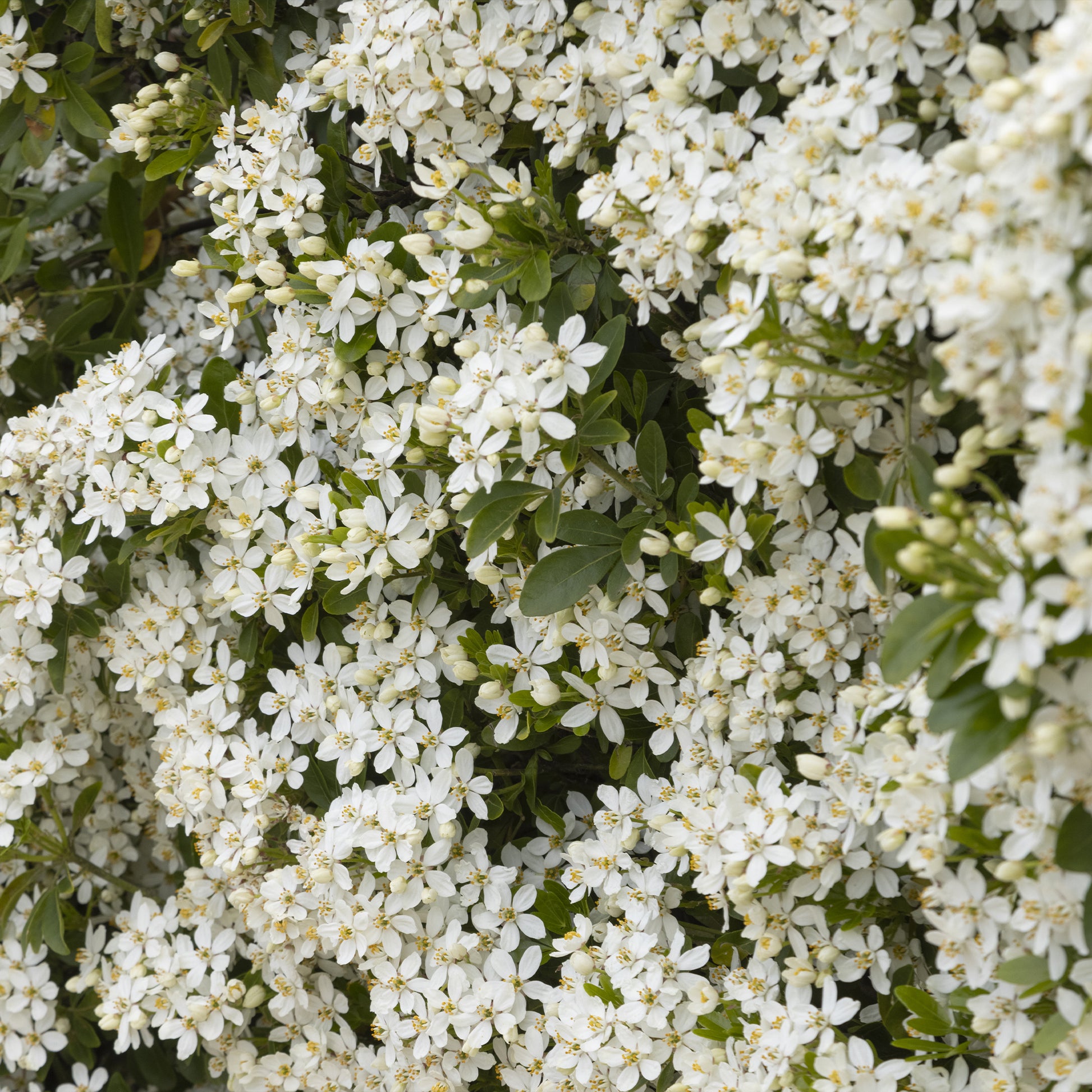 Verkauf Balkonsträucher - Orangenblume