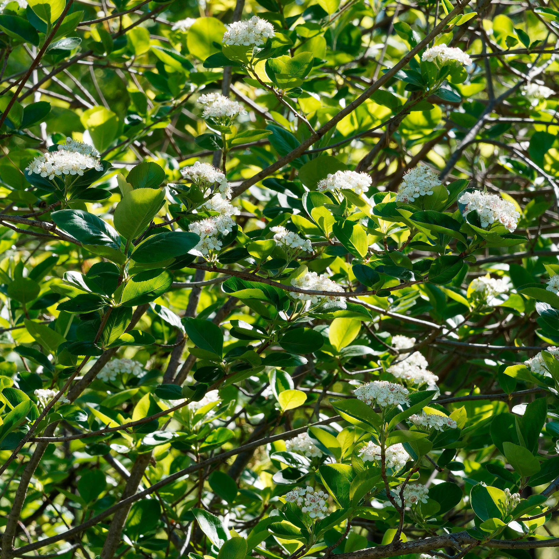 Aronia melanocarpa Viking - Apfelbeere Viking - Sträucher