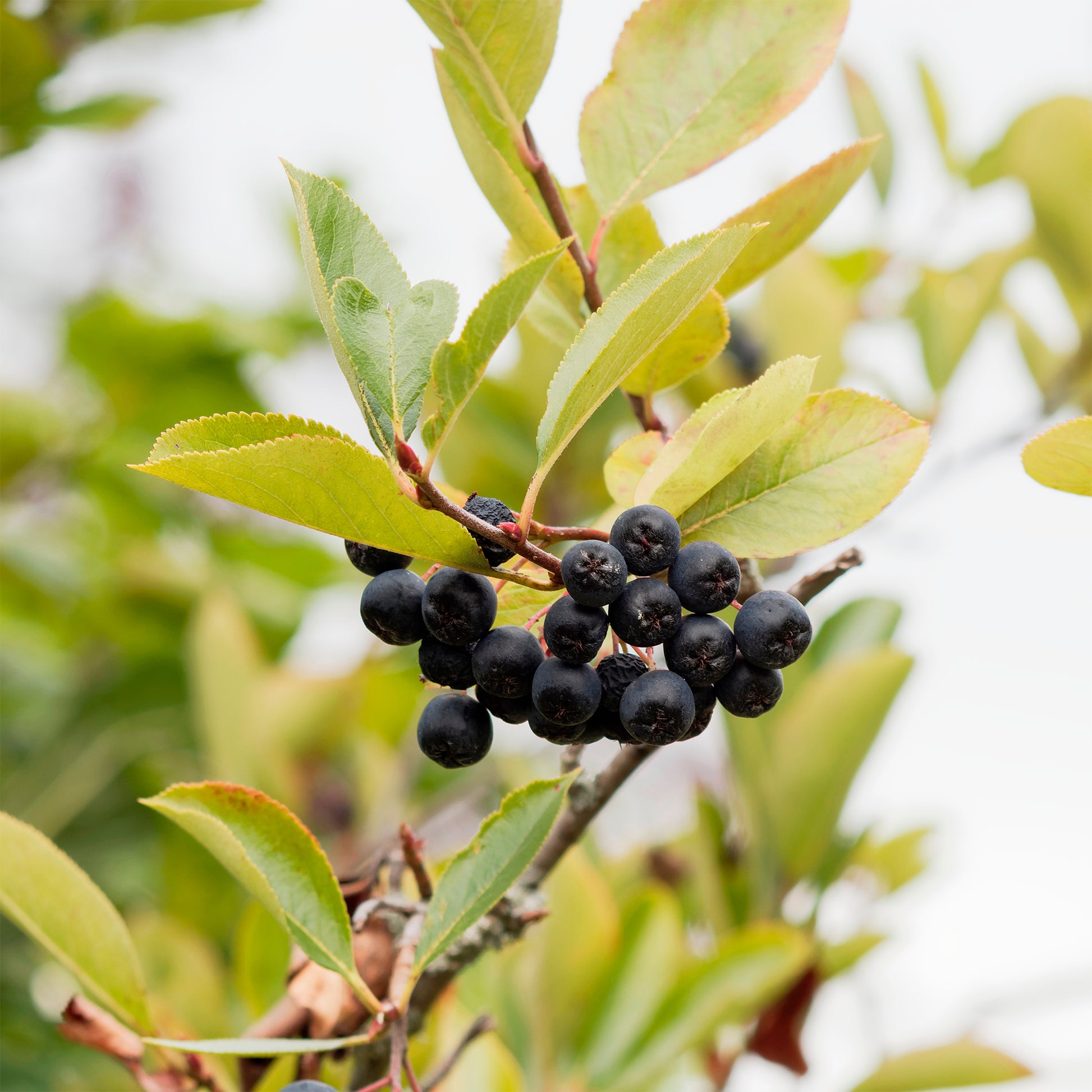 Apfelbeere Viking - Aronia melanocarpa Viking - Bakker