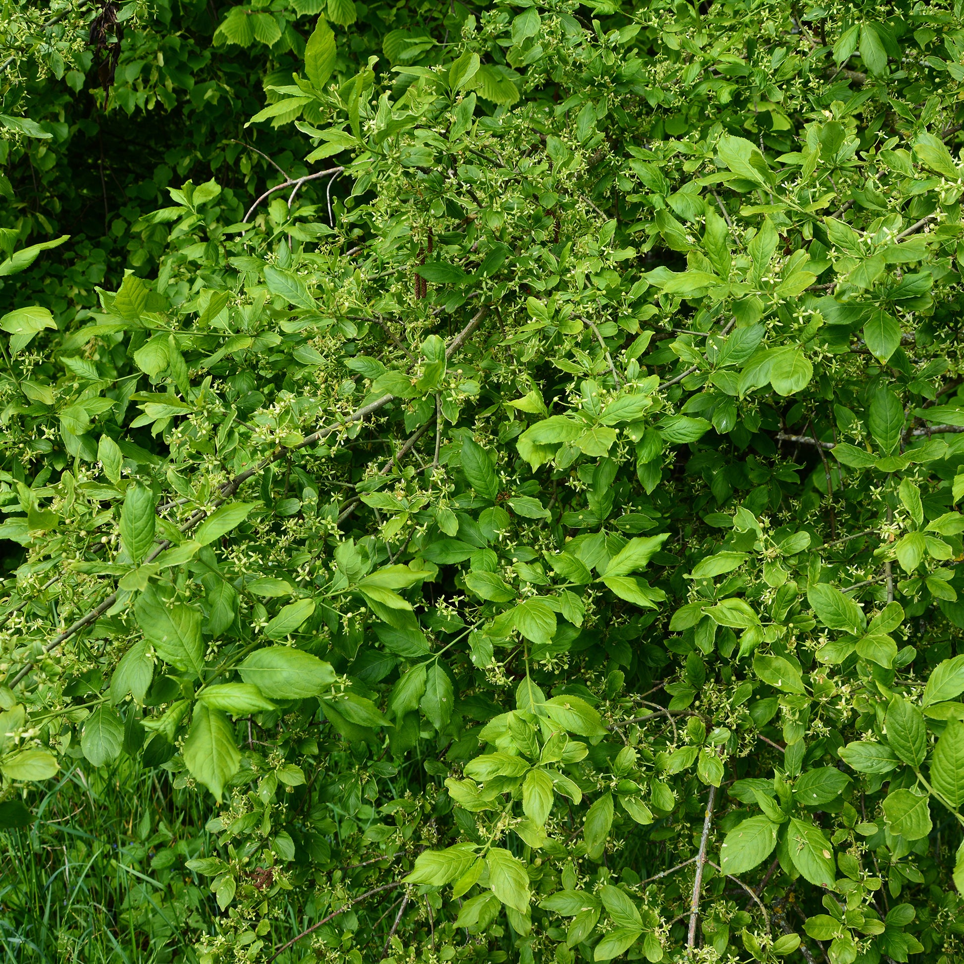 Europäische Pfaffenhütchen - Euonymus europaeus - Bakker