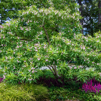 Chitalpa tashkentensis pink dawn - Baumoleander Pink Dawn - Balkonblumen