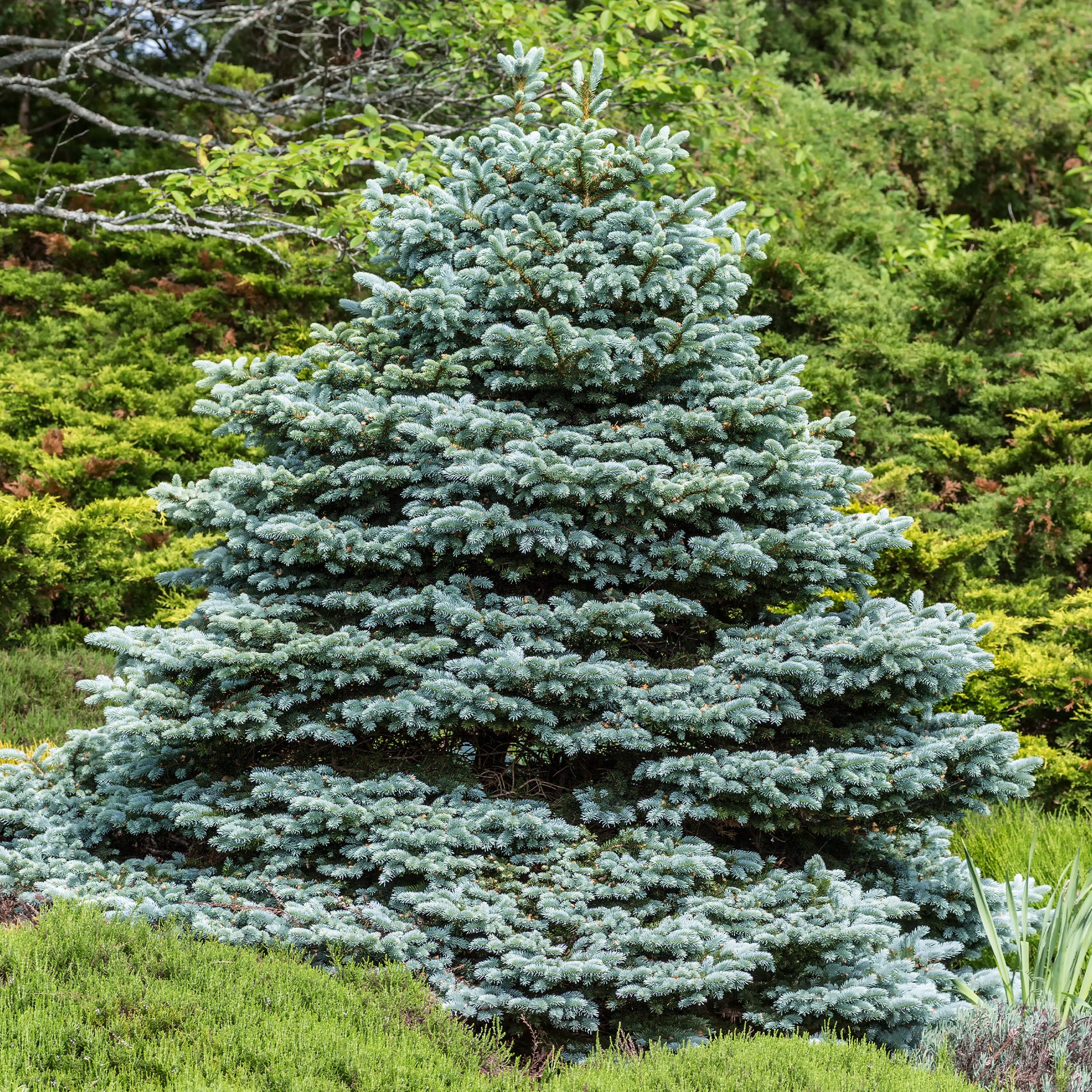 Picea pungens maculata - Blaufichte - Nadelbäume