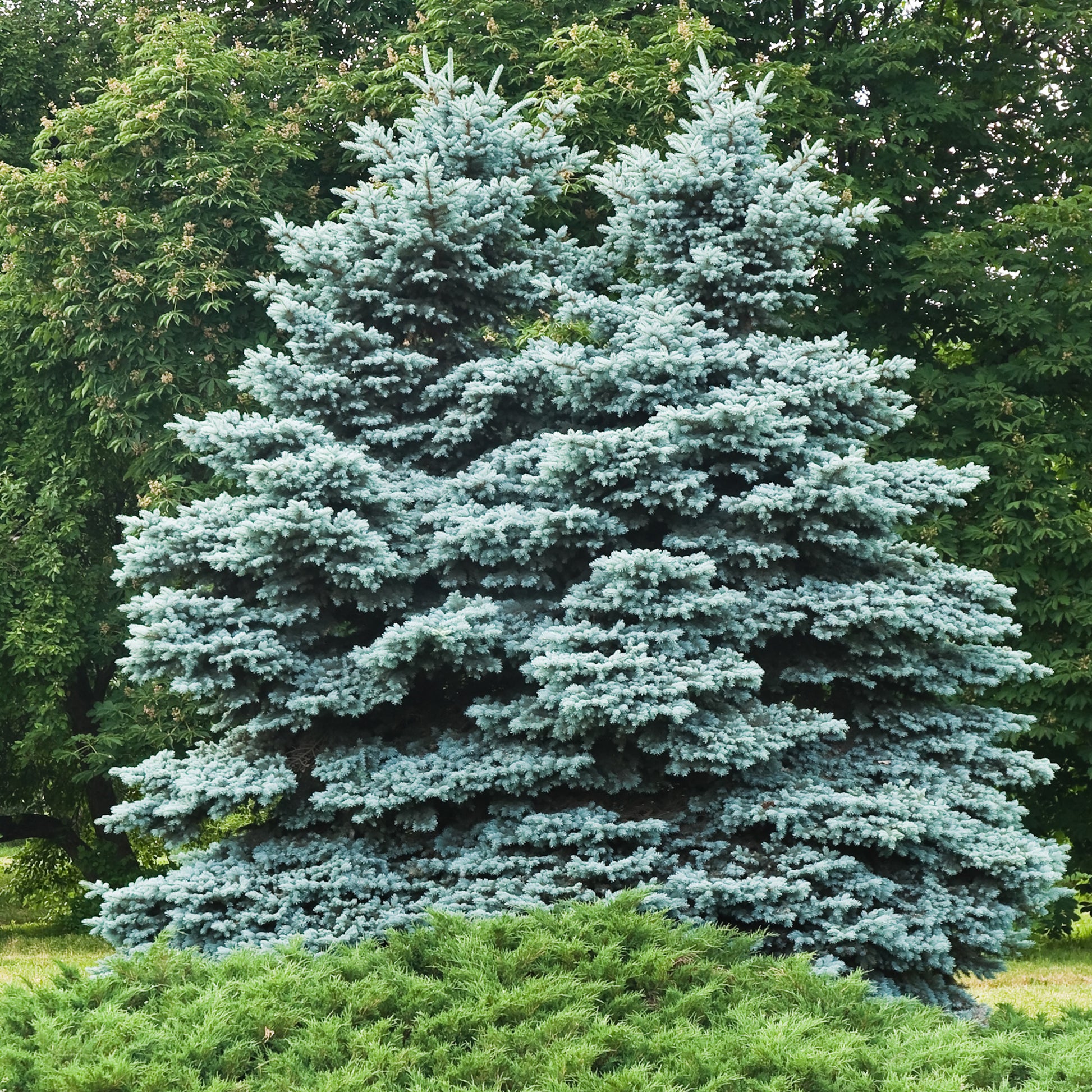Blaufichte - Bakker