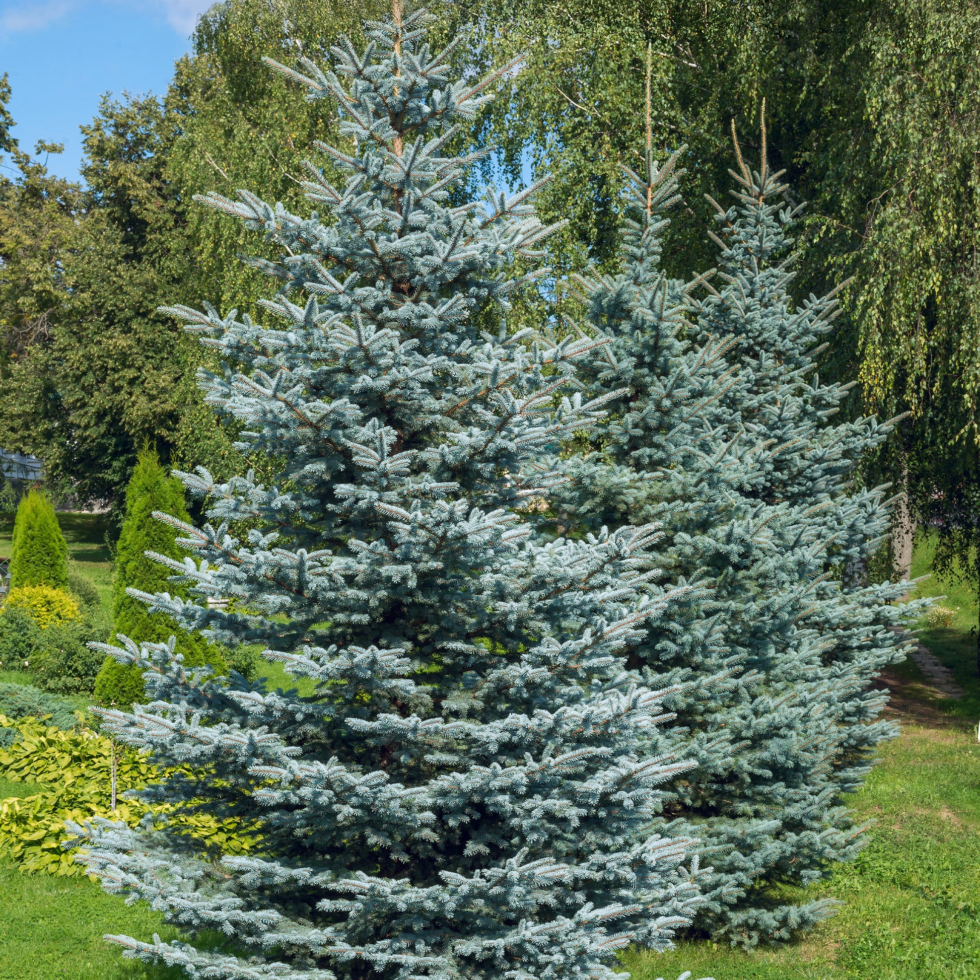 Blaufichte - Picea pungens maculata - Bakker