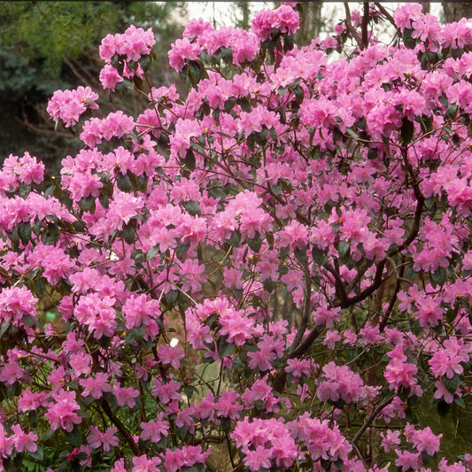 Früh-Rhododendron - Bakker