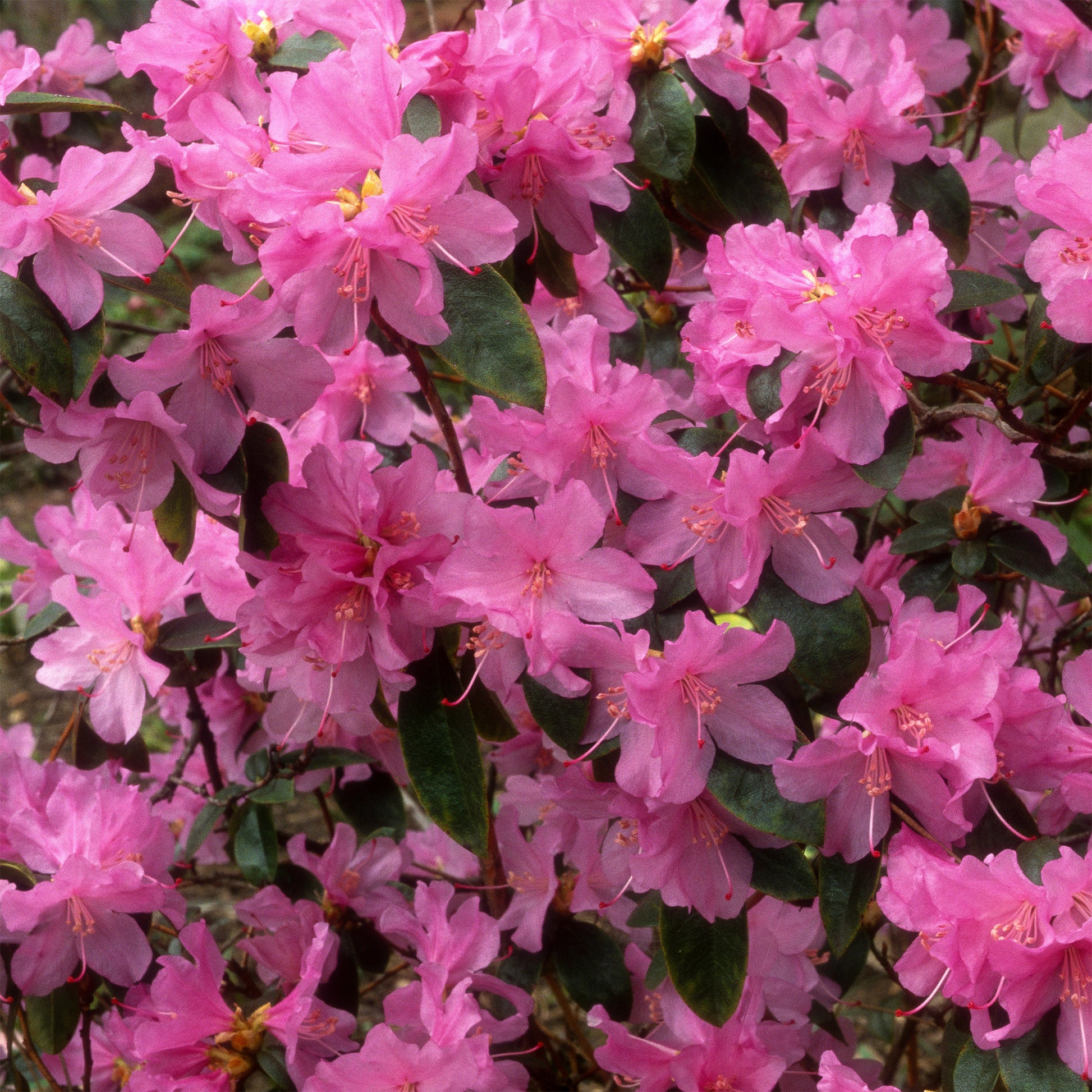 Verkauf Früh-Rhododendron - Rhododendron praecox