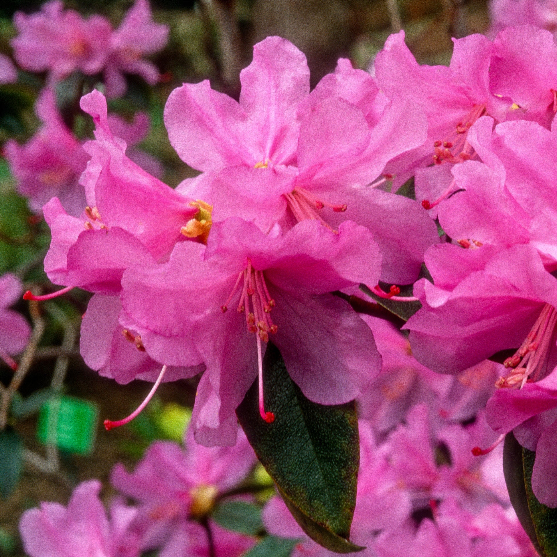 Rhododendron - Früh-Rhododendron - Rhododendron praecox
