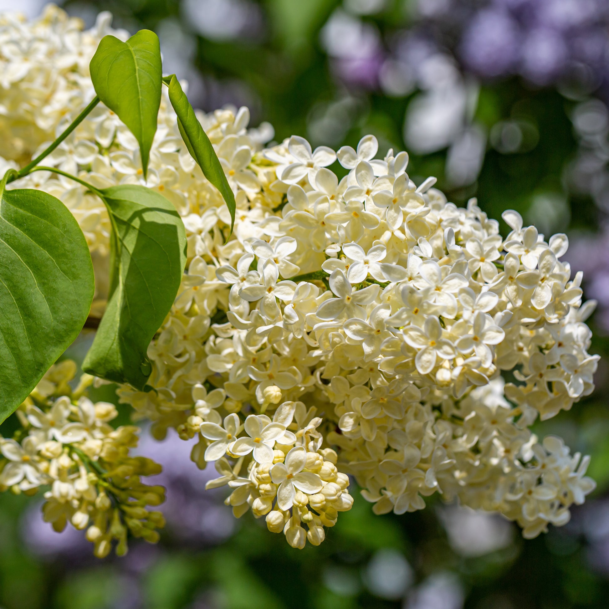 Syringa vulgaris Primrose - Flieder ‘Primrose’ - Flieder