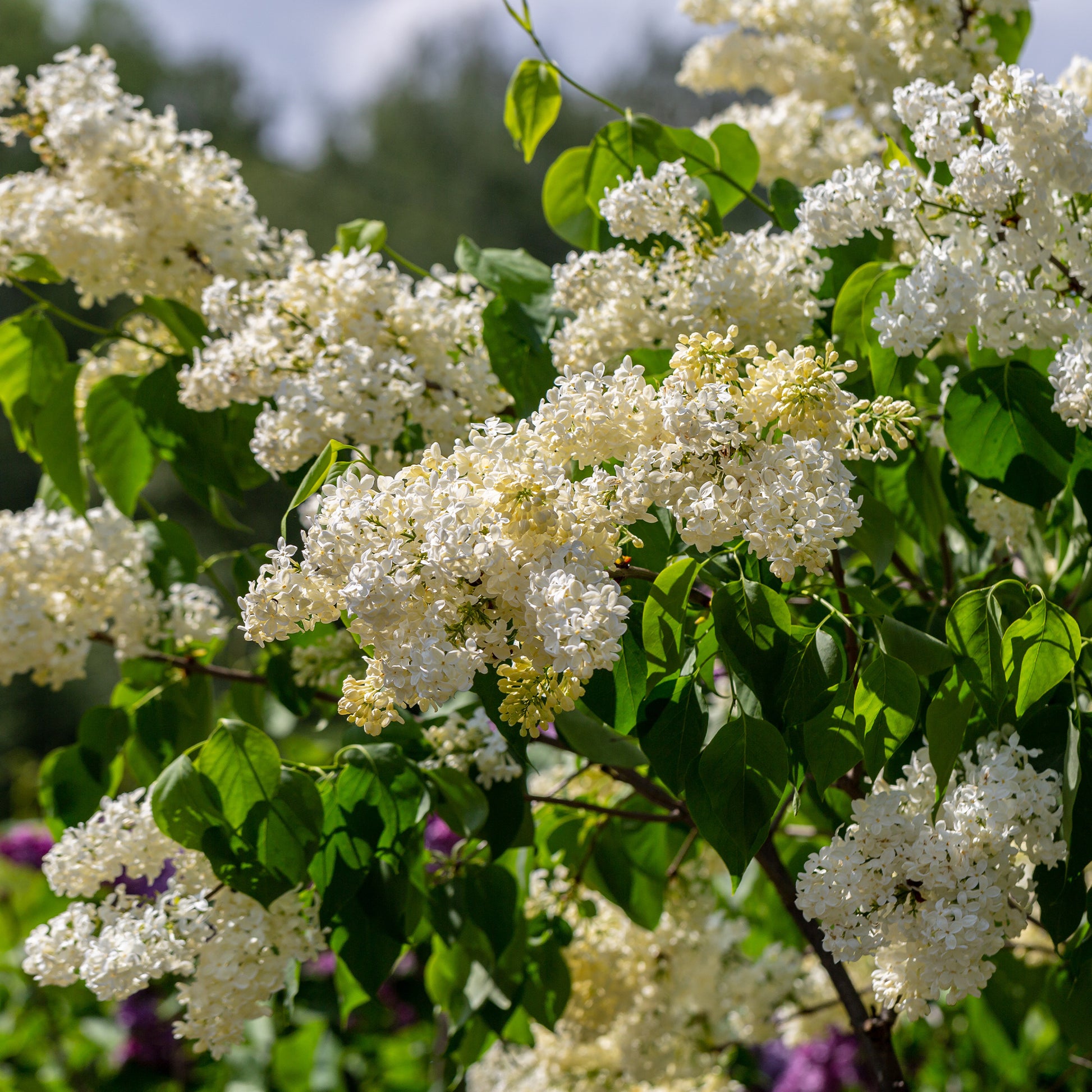 Flieder ‘Primrose’ - Syringa vulgaris Primrose - Bakker