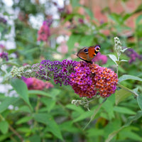 Sommerflieder Flower Power - Bakker