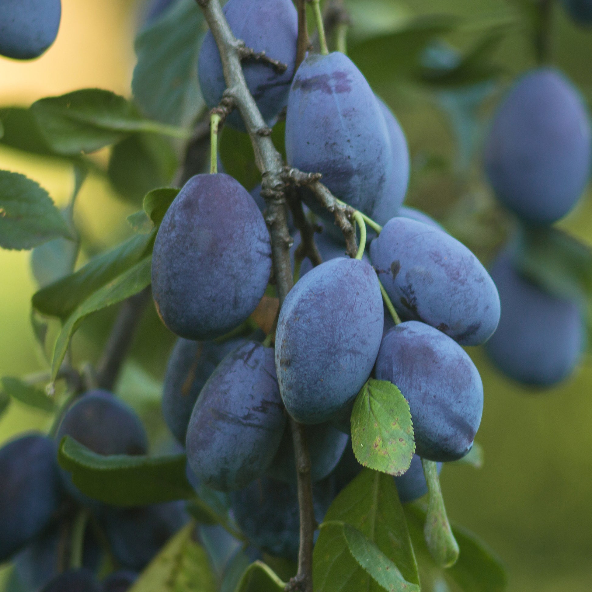 Pflaumenbäume - Pflaume ‘Quetsche d’Alsace’ - Prunus domestica Quetsche d'Alsace