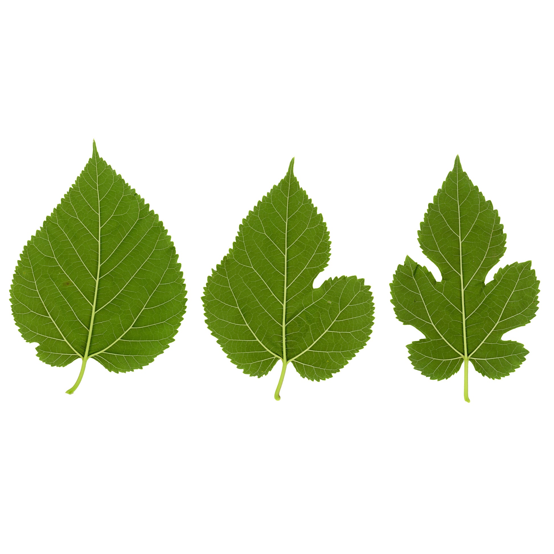 Großblättrige Maulbeere - Morus alba Macrophylla - Bakker