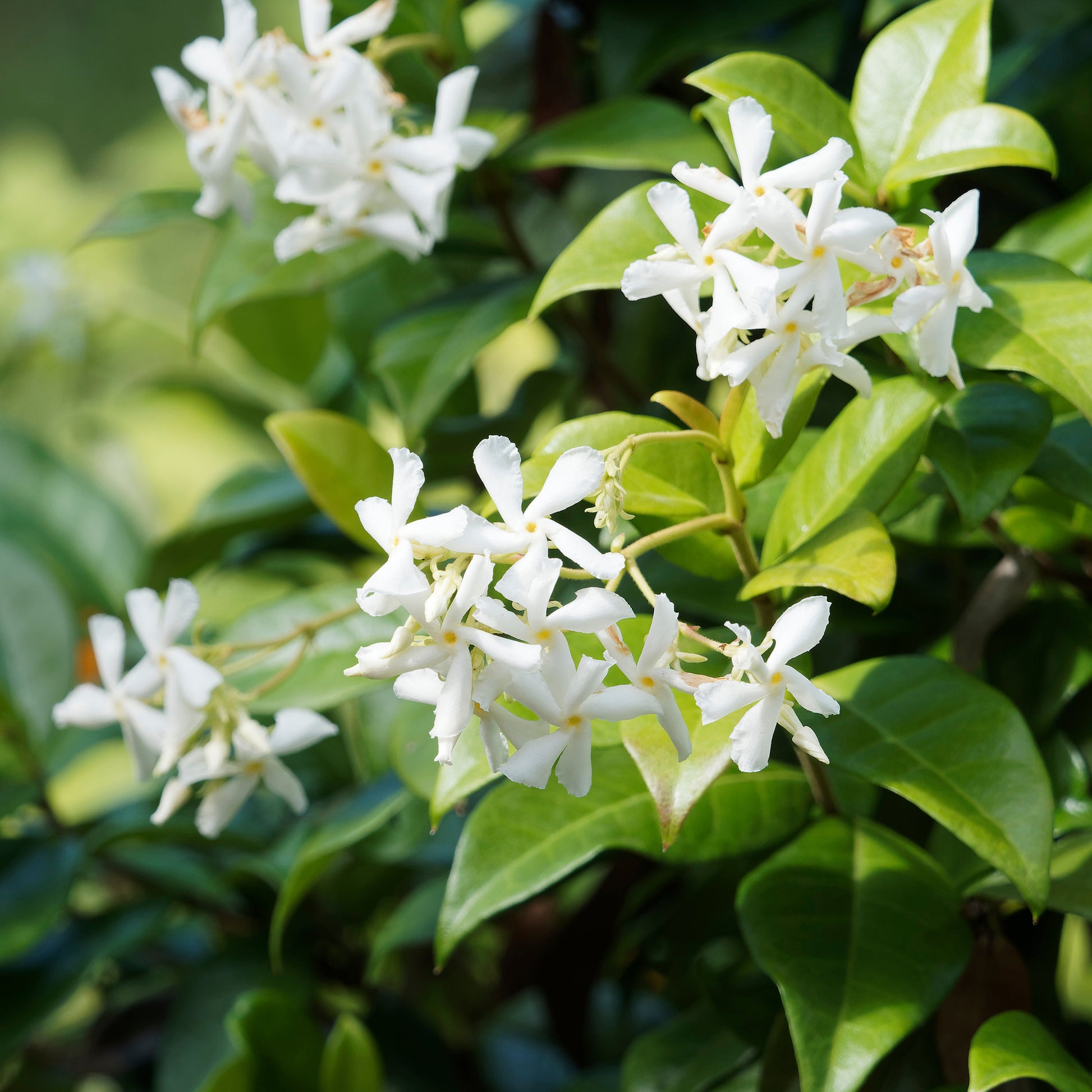 Verkauf Kletterpflanzen-Kollektion Jasmin, Glyzinie, Kletterhortensie (x3)