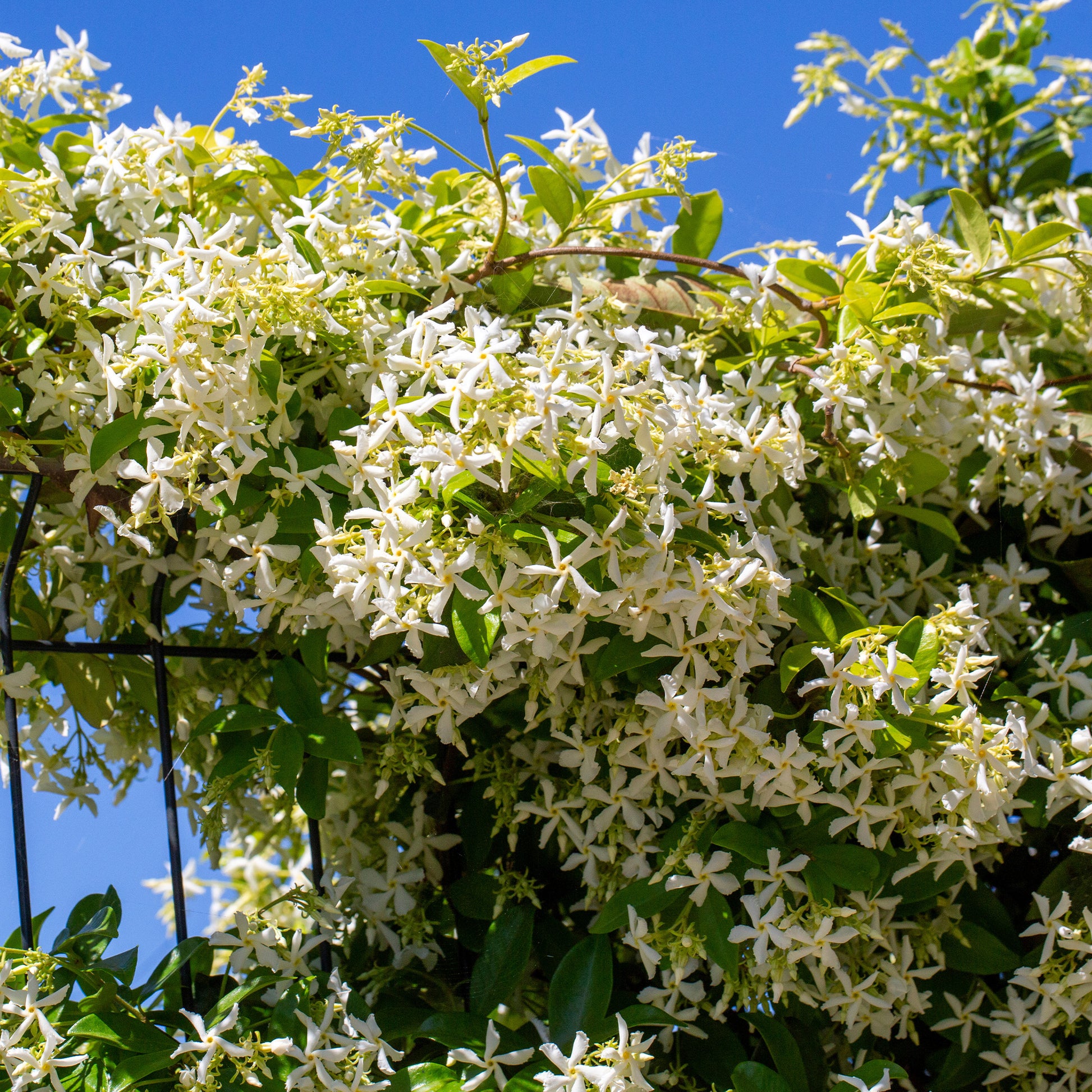 Verkauf Sternjasmin