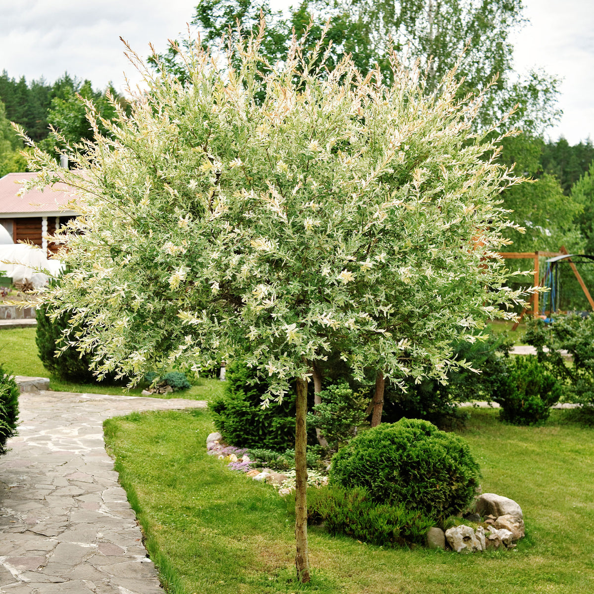 Harlekinweide auf Stamm - Salix integra Hakuro Nishiki - Bakker