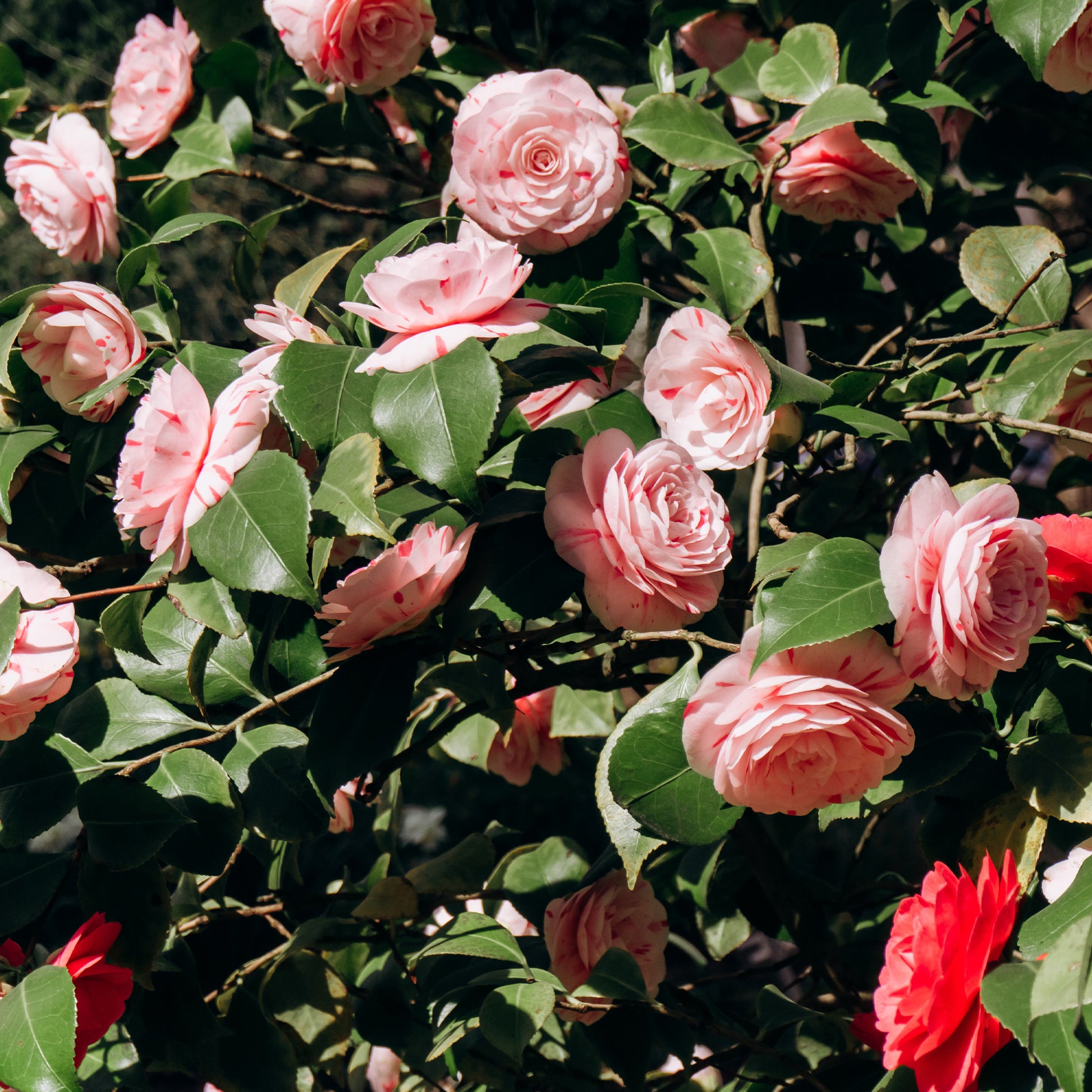 Kamelie William Bartlett - Camellia japonica william bartlett - Bakker