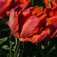 Papagei-Tulpen ‘Blumex’ (x6) - Tulipa blumex - Bakker