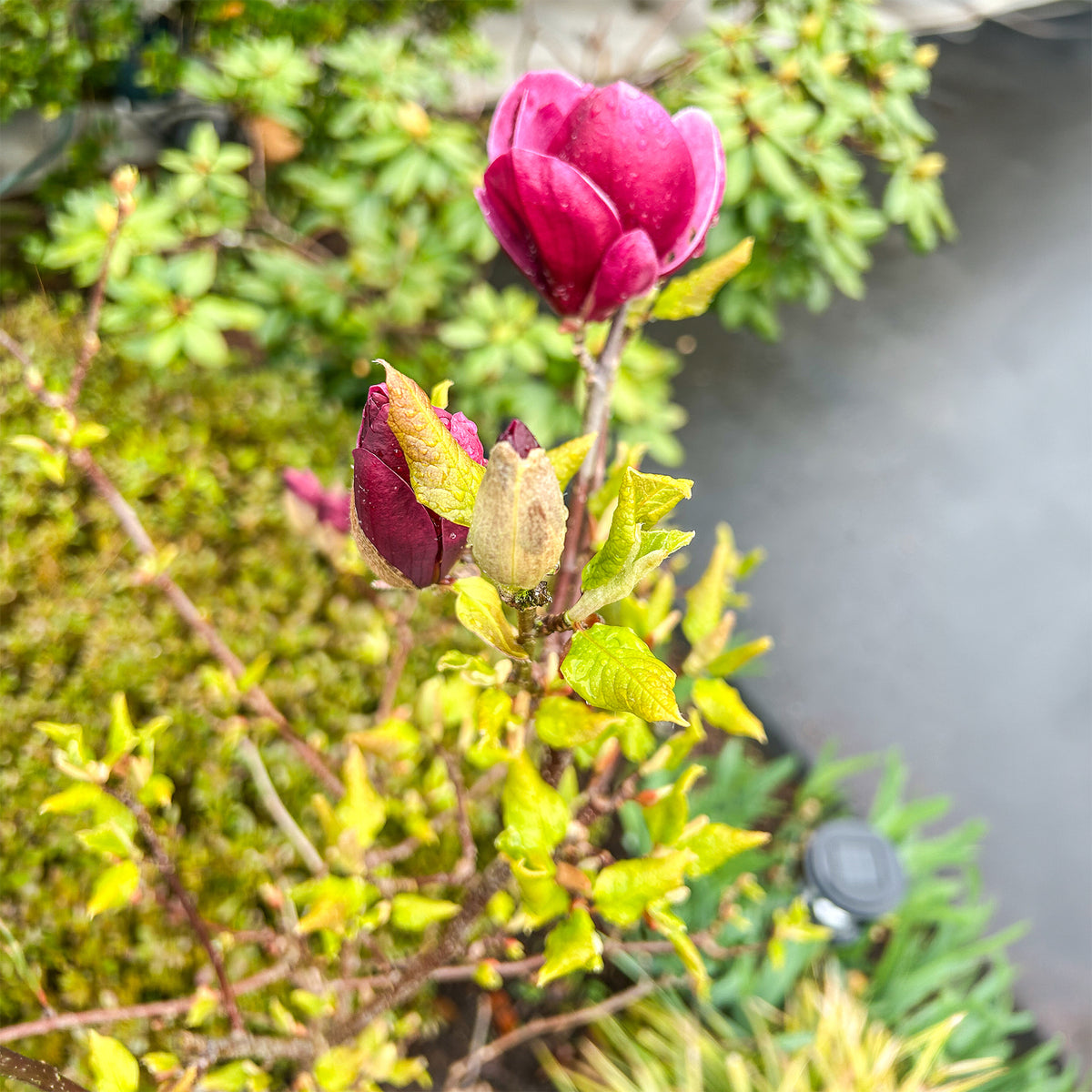 Magnolia Genie - Magnolie Genie - Magnolien