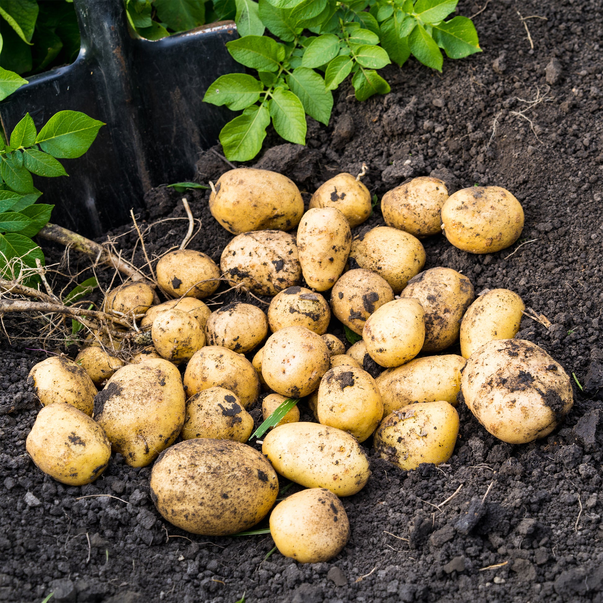 Bio-Kartoffel ‘Blanche’ (x25) - Solanum tuberosum blanche (cn 991131) - Bakker