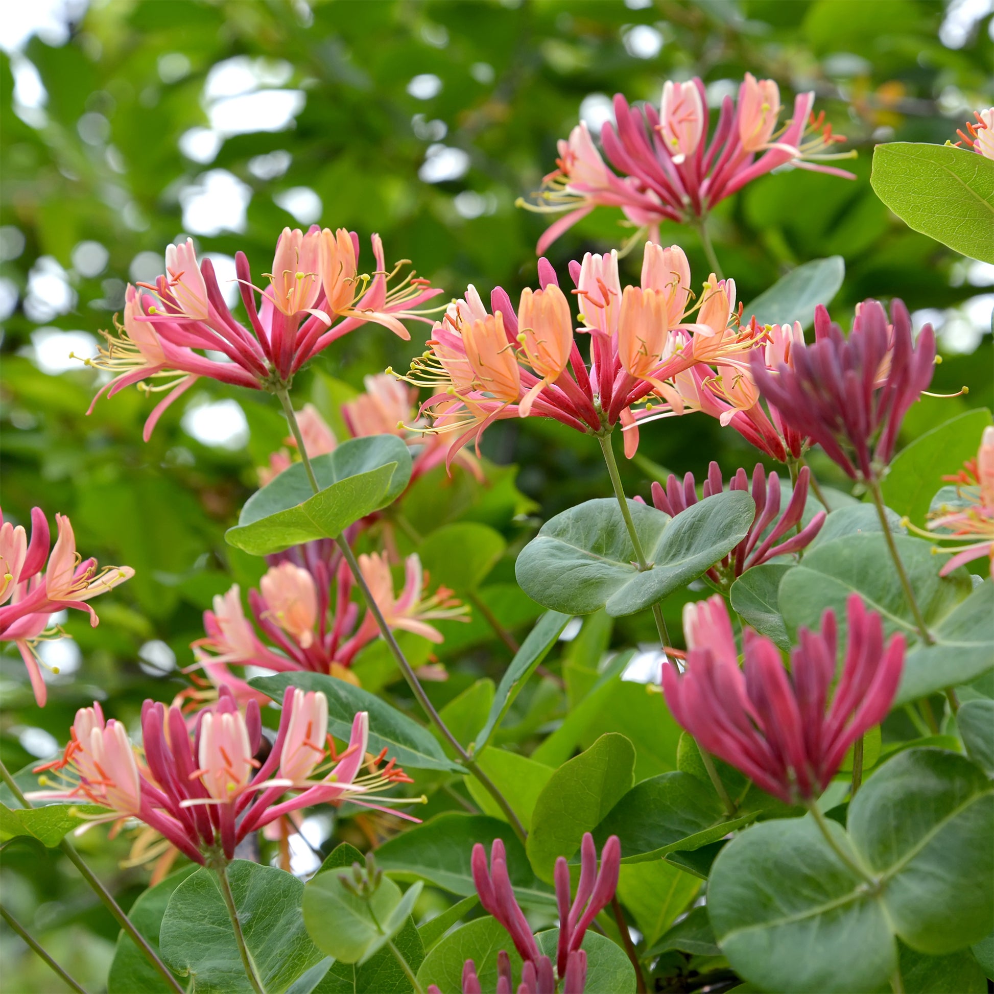 Lonicera heckrottii American Beauty, Clematis patens Piilu, Parthenocissus tricuspidata Veitchii - Kletterpflanzen Kollektion (x3) - Kletterpflanzen