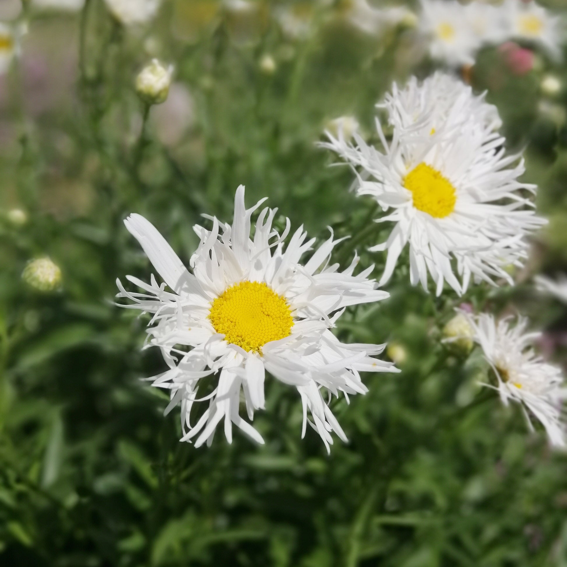 Sommermargeriten ‘Old Court’ (x3) - Leucanthemum x superbum old court - Bakker