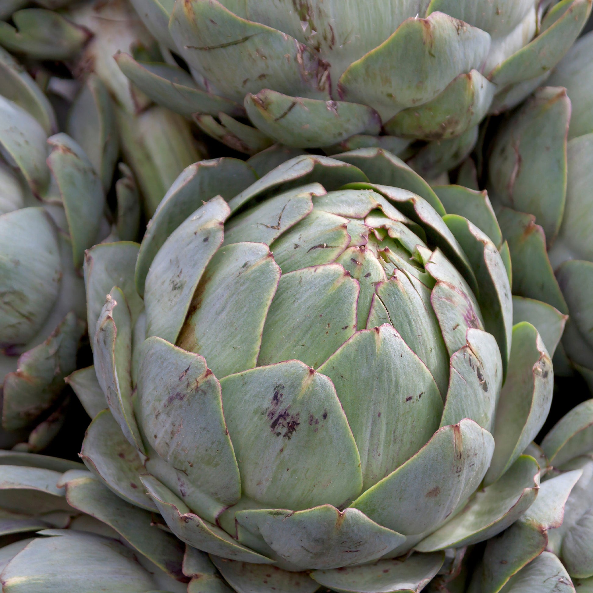 Kardone ‘Vert Vaulx Velin’ - Cynara cardunculus vert vaulx velin - Bakker