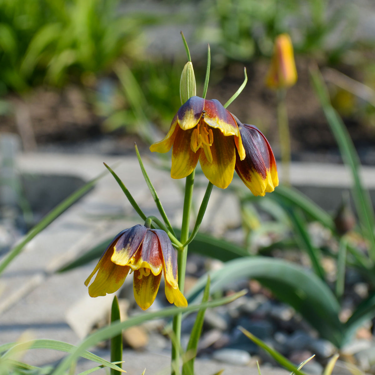 Fritillarien Uva Vulpis (x10) - Fritillaria uva-vulpis - Bakker