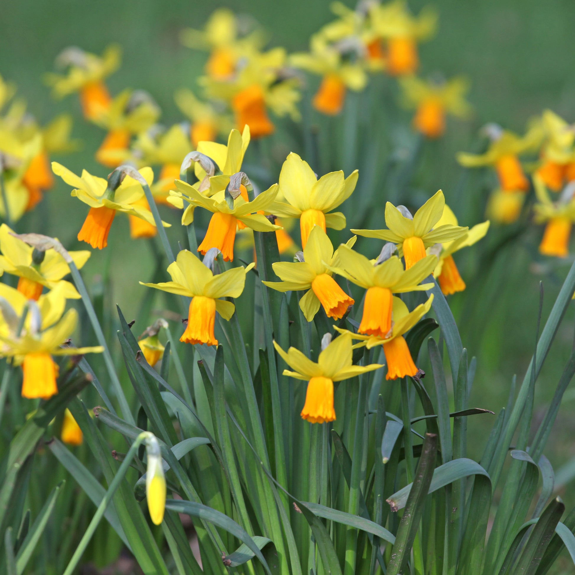 Narcissus cyclamineus Jetfire - Alpenveilchen-Narzissen ‘Jetfire’ (x5) - Narzissen-Zwiebeln