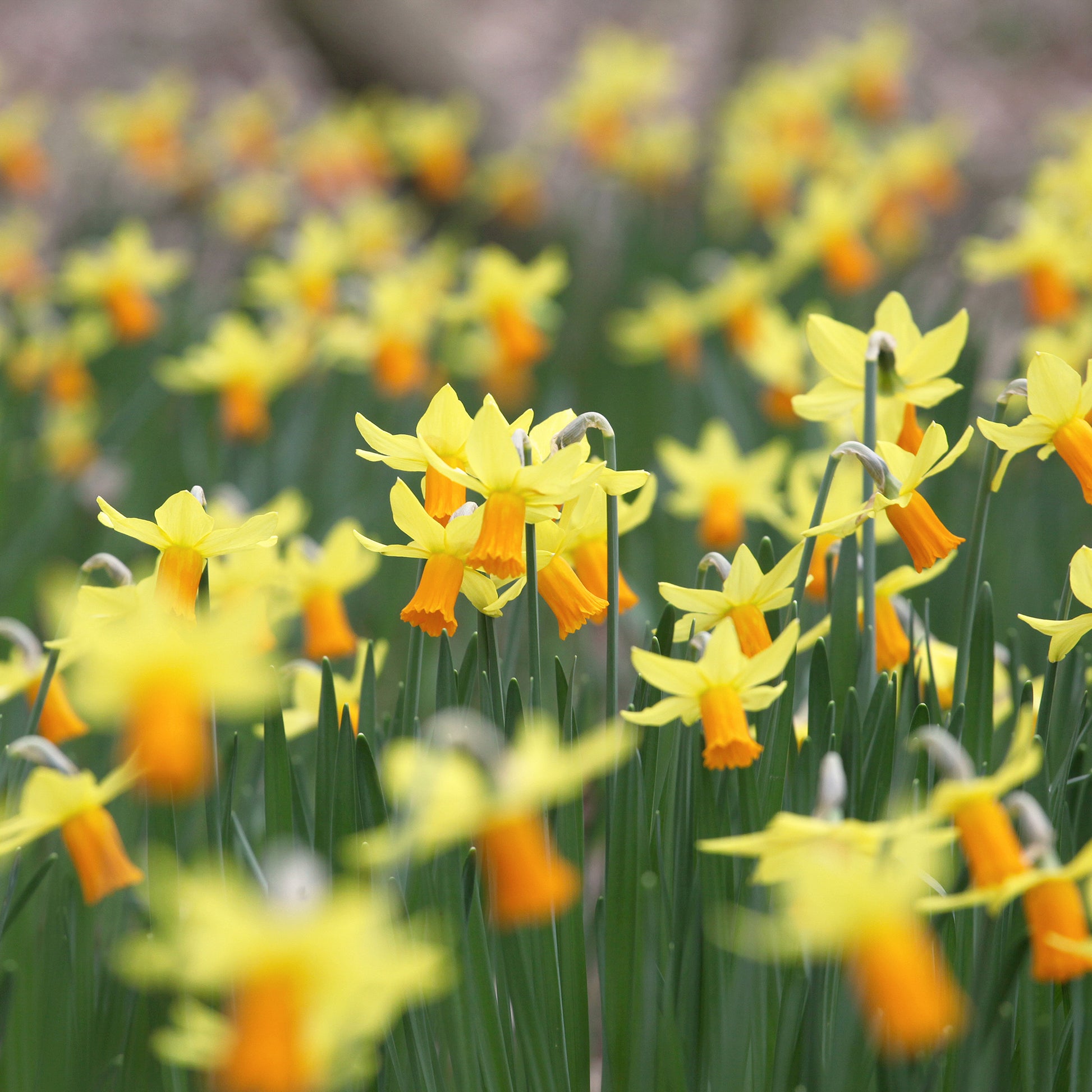 Narzissen-Zwiebeln - Alpenveilchen-Narzissen ‘Jetfire’ (x5) - Narcissus cyclamineus Jetfire