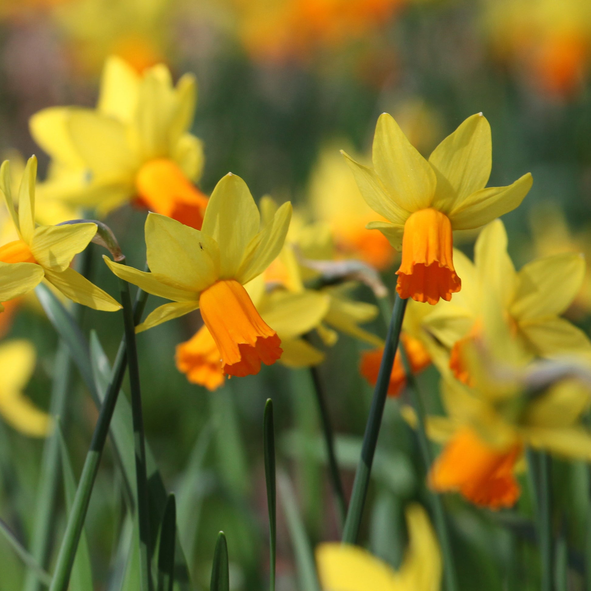 Alpenveilchen-Narzissen ‘Jetfire’ (x5) - Narcissus cyclamineus Jetfire - Bakker
