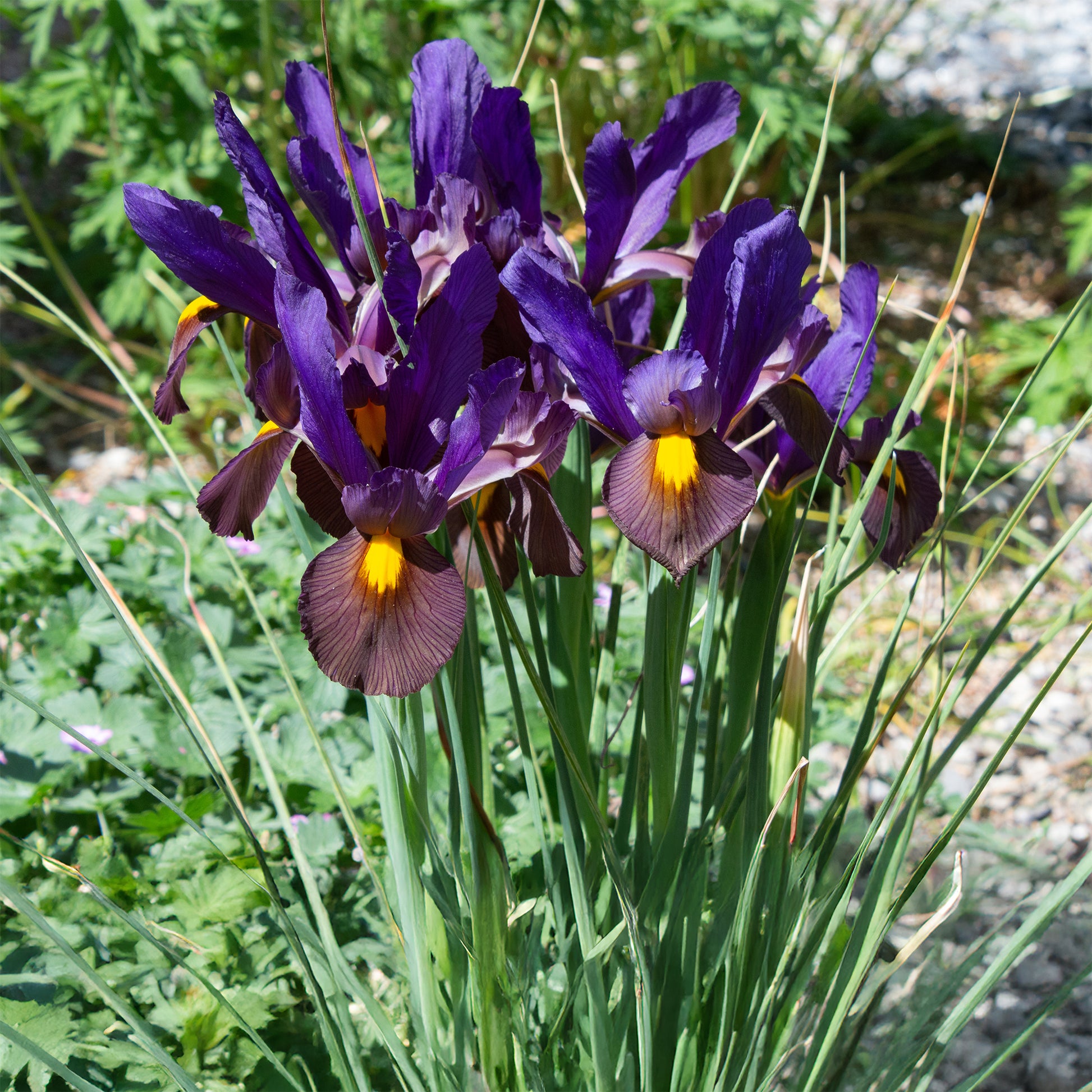Holländische Iris Tiger Eyes (x10) - Iris hollandica Tiger Eyes - Bakker