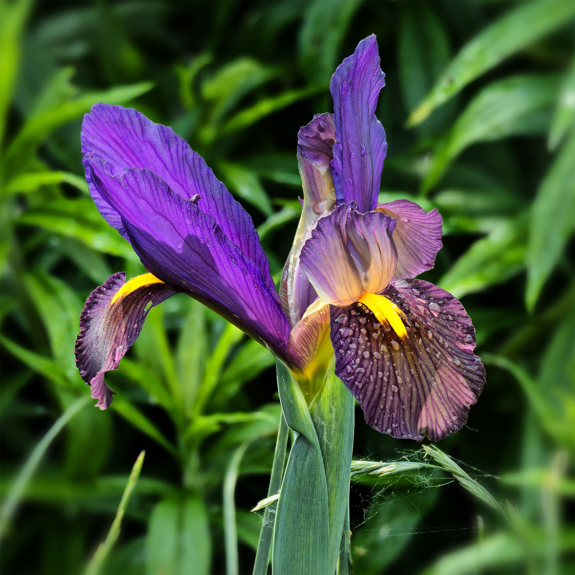 Holländische Iris Tiger Eyes (x10) - Bakker