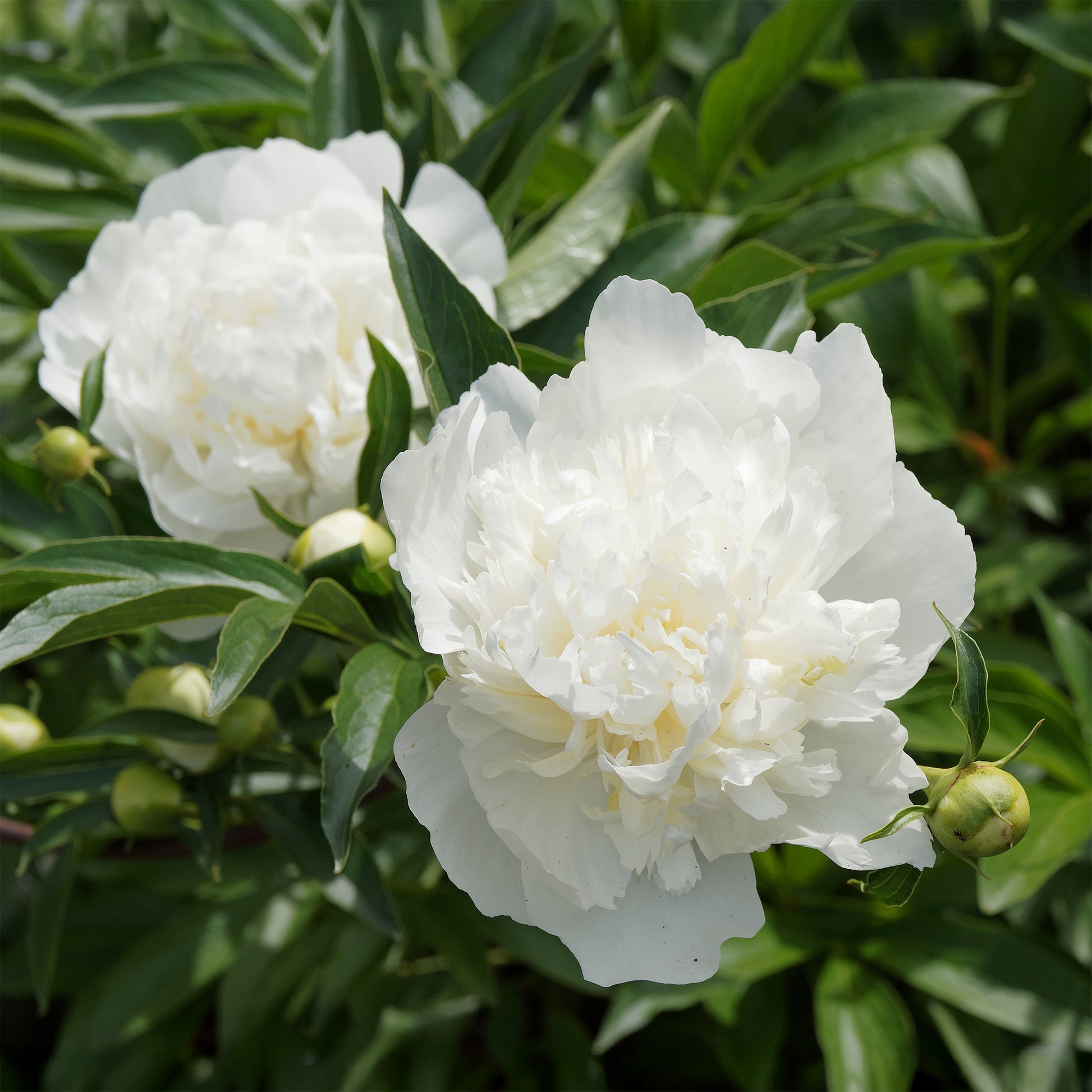 Pfingstrose ‘Duchesse de Nemours’ - Bakker