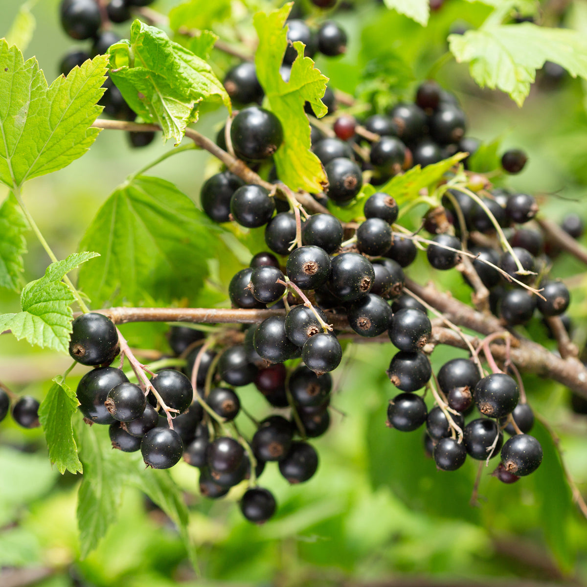 Ribes nigrum Titania - Schwarze Johannisbeere auf Stamm ‘Titania’ - Schwarze Johannisbeeren