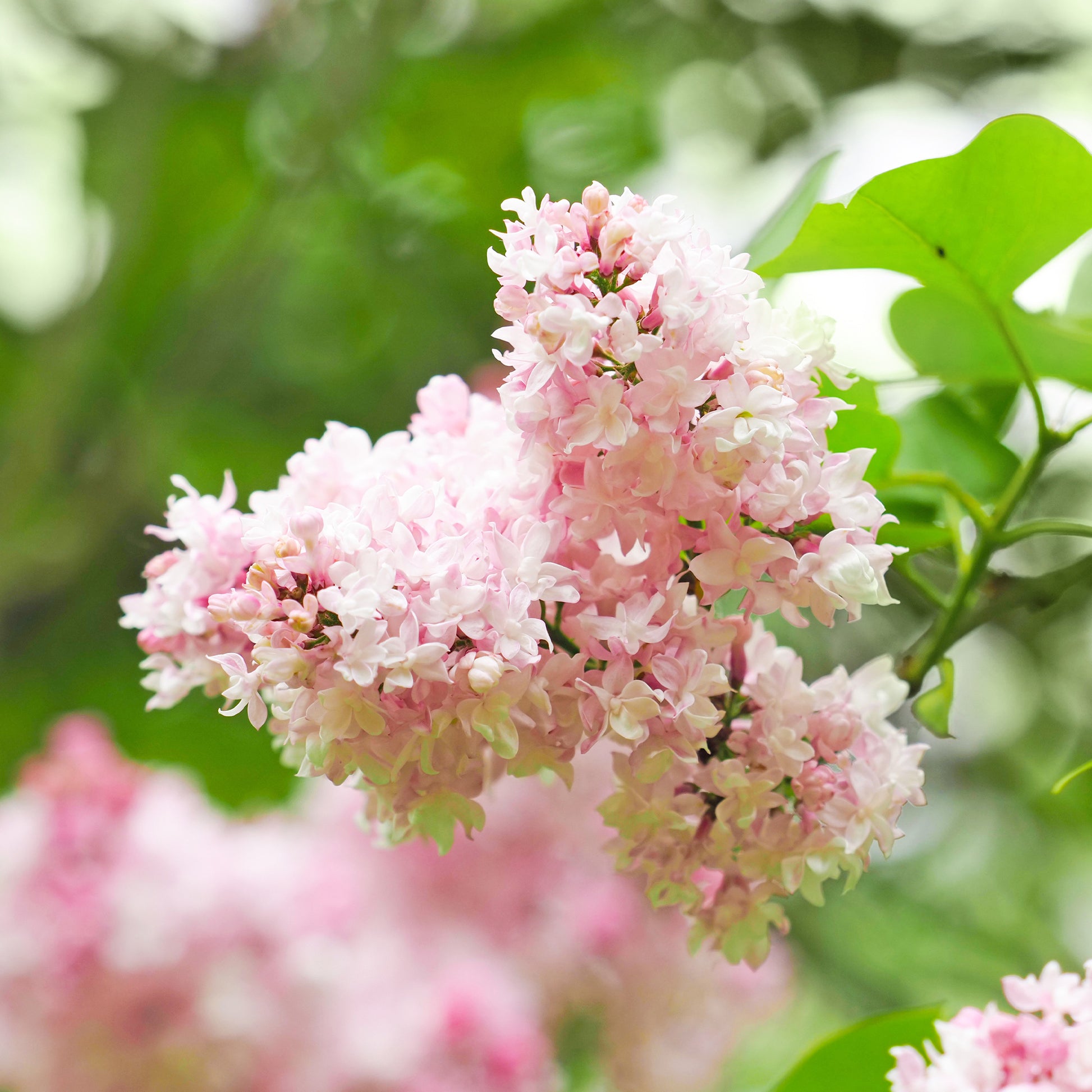 Flieder ‘Beauty of Moscow’ gefüllt - Syringa vulgaris Beauty of Moscow - Bakker