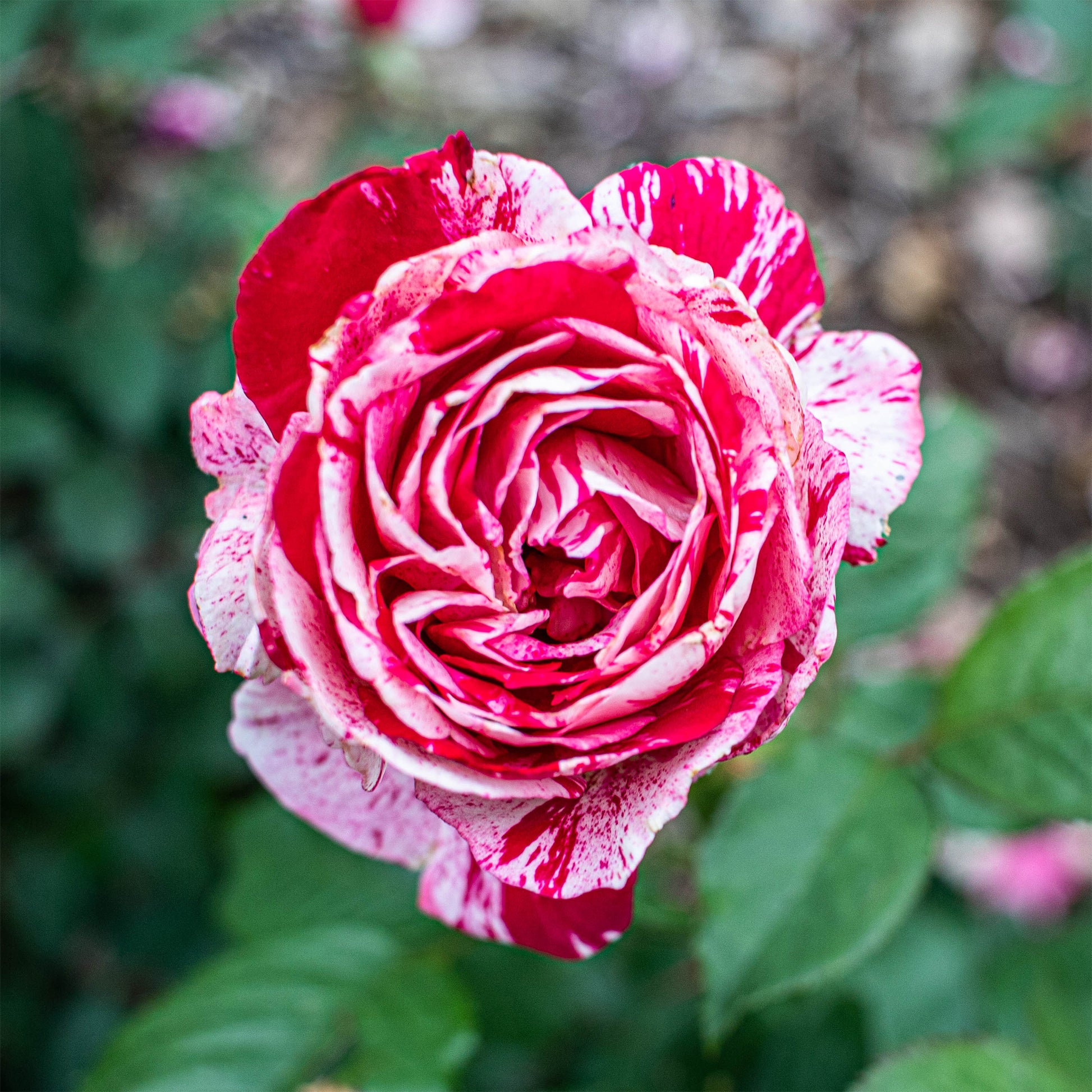 Strauchrose Candy Stripe - Bakker