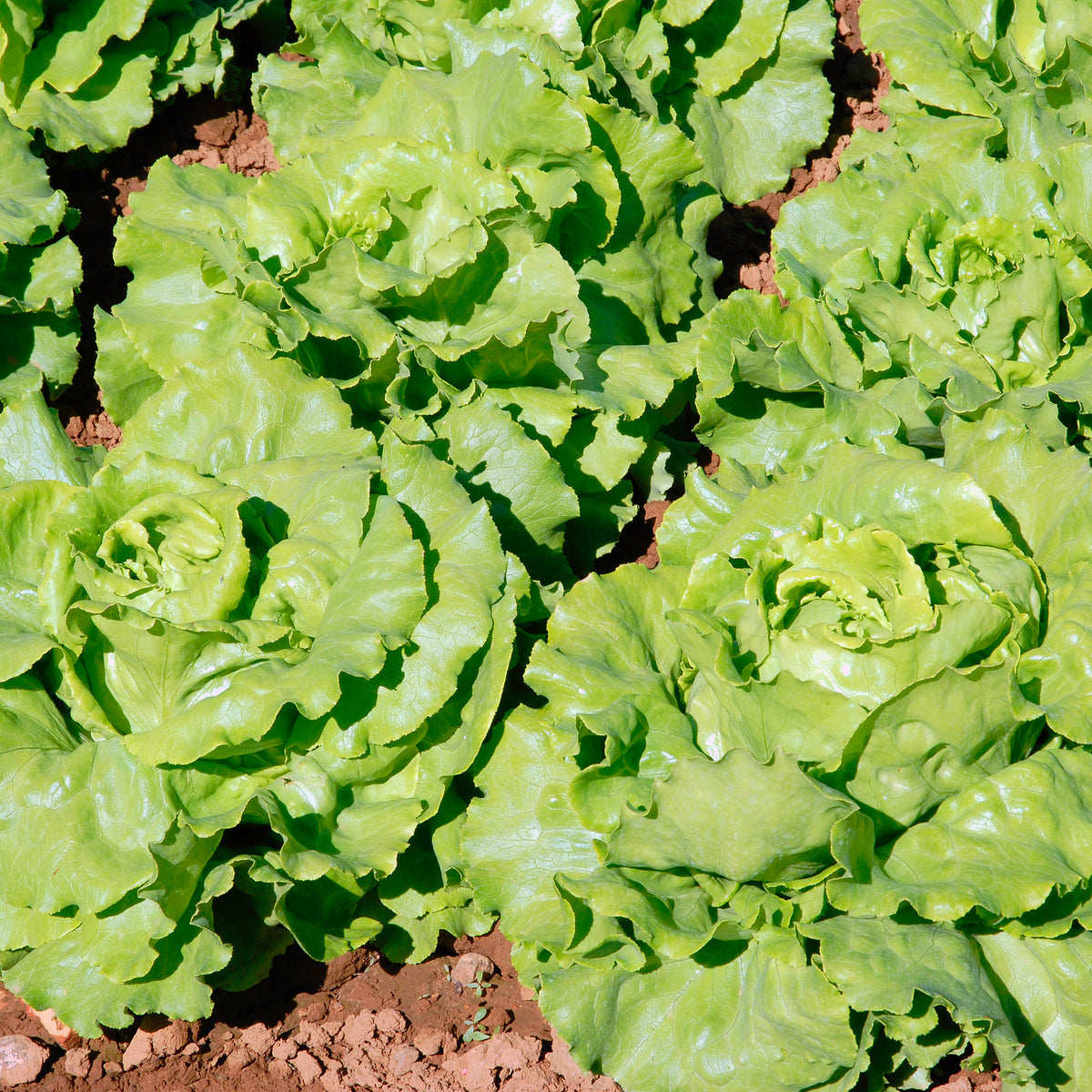 Kopfsalat Deliane - Bakker
