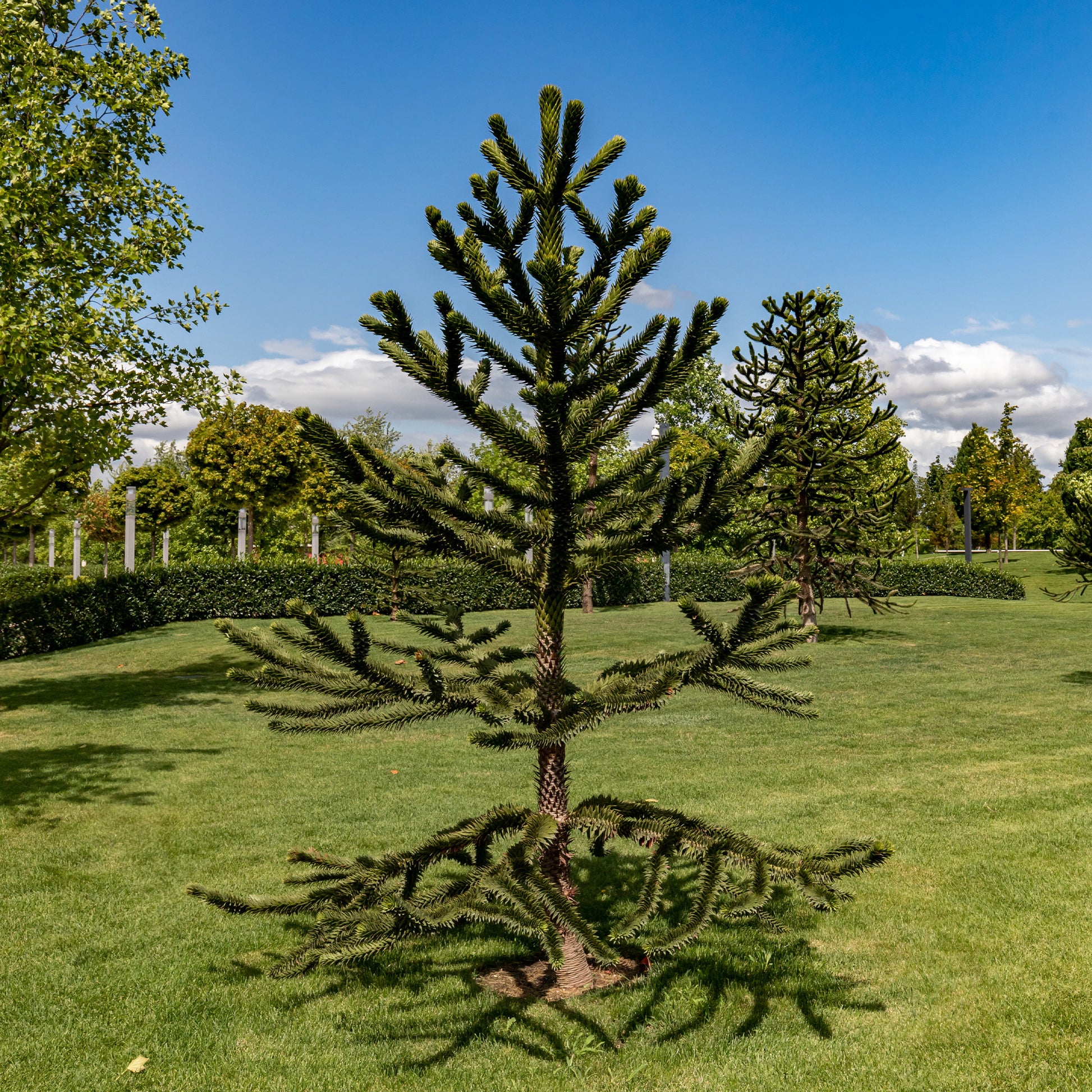 Nadelbäume - Affenbaum - Araucaria imbricata