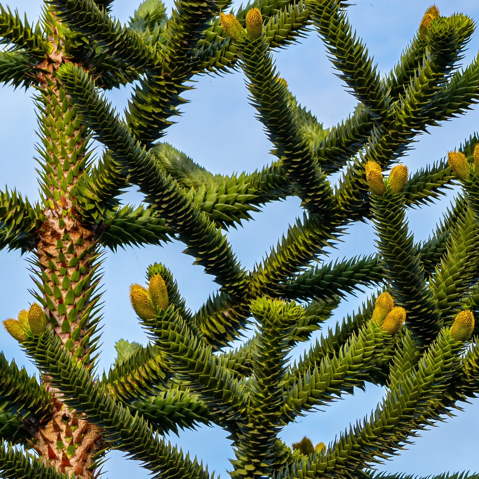Araucaria imbricata - Affenbaum - Nadelbäume