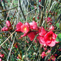 Japanische Quitte Cido - Chaenomeles japonica Cido - Bakker