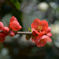 Chaenomeles japonica Cido - Japanische Quitte Cido - Zitrusfrüchte
