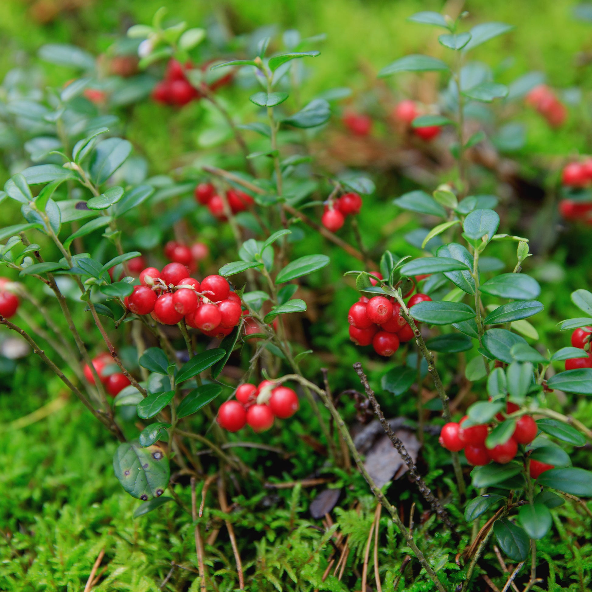 Preiselbeere Miss Cherry ® - Vaccinium vitis idaea miss cherry ® (meliro) - Bakker