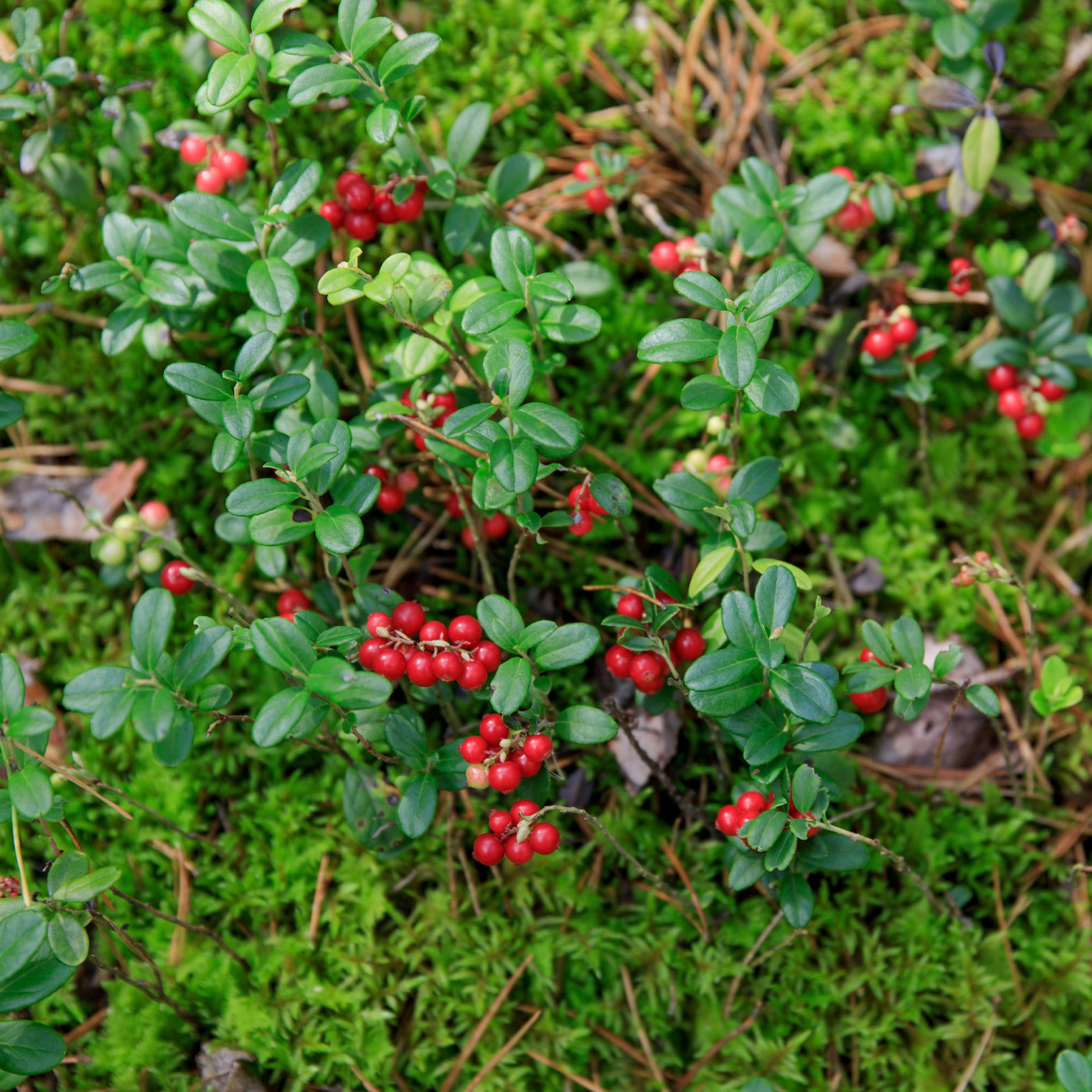 Heidelbeeren - Preiselbeere Miss Cherry ® - Vaccinium vitis idaea miss cherry ® (meliro)