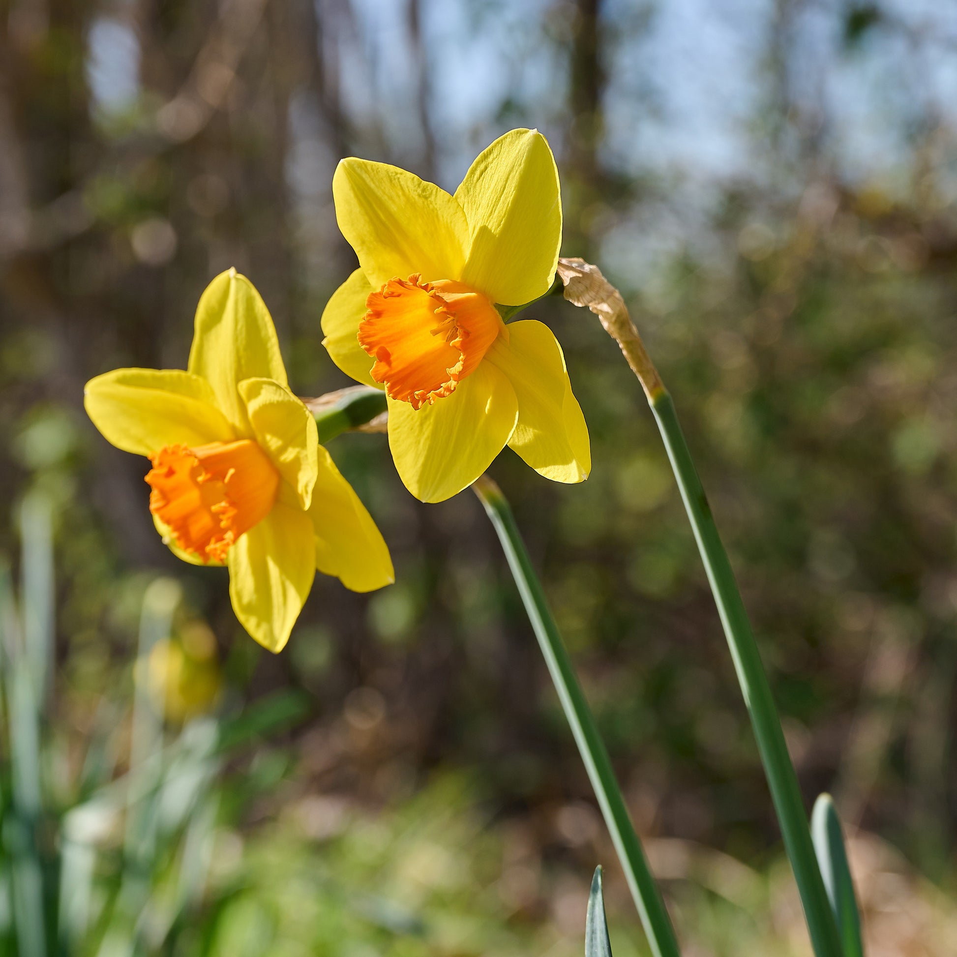 Narzisse 'Fortune' (x10) - Narcissus fortune - Bakker