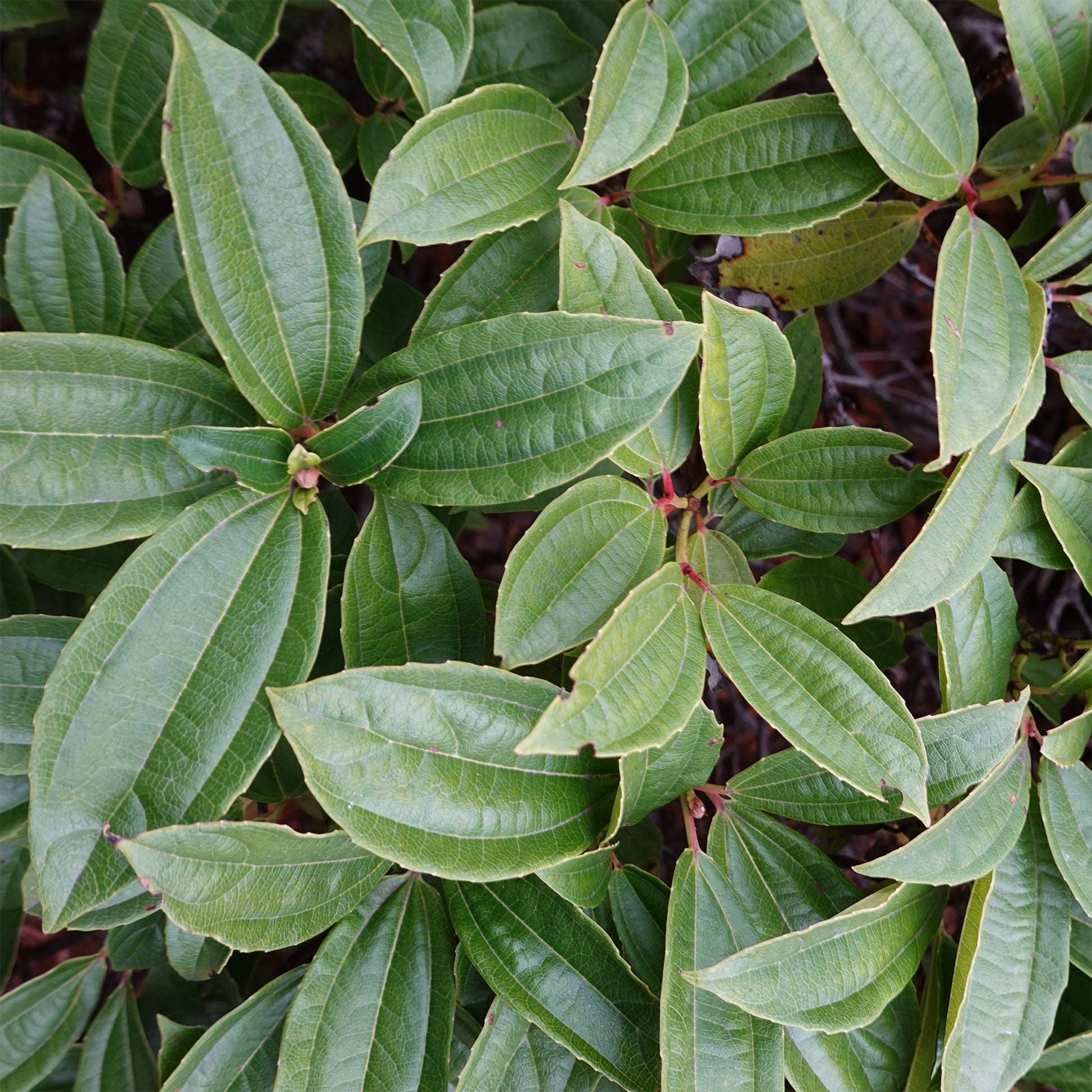 Kissen-Schneeball (immergrün) - Viburnum davidii - Bakker