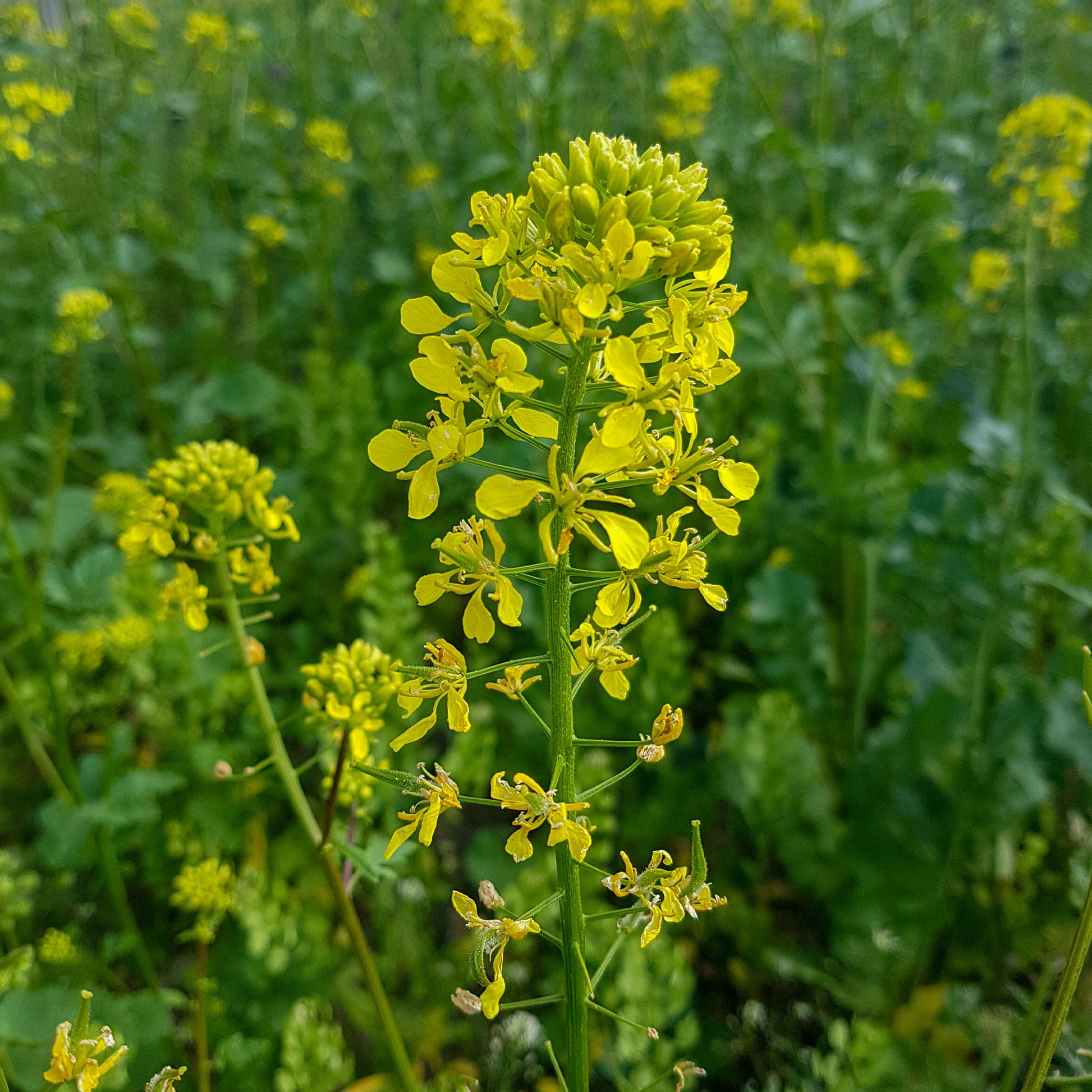 Sinapis alba - Weißer Senf - Blumensamen
