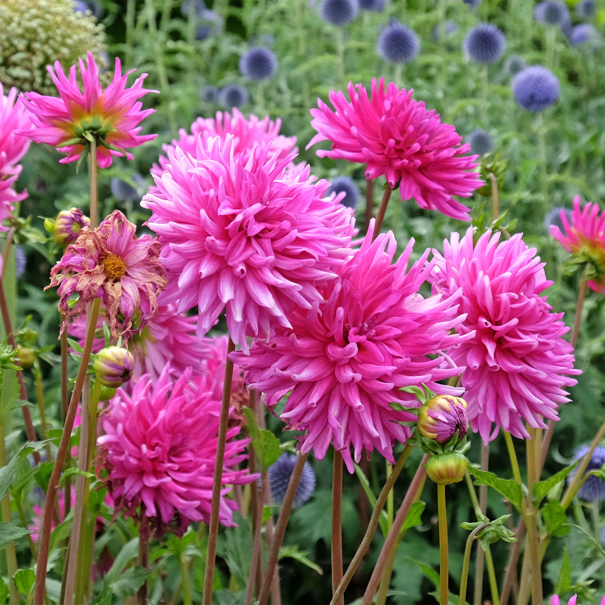 Dahlien Purple Gem (x3) - Bakker