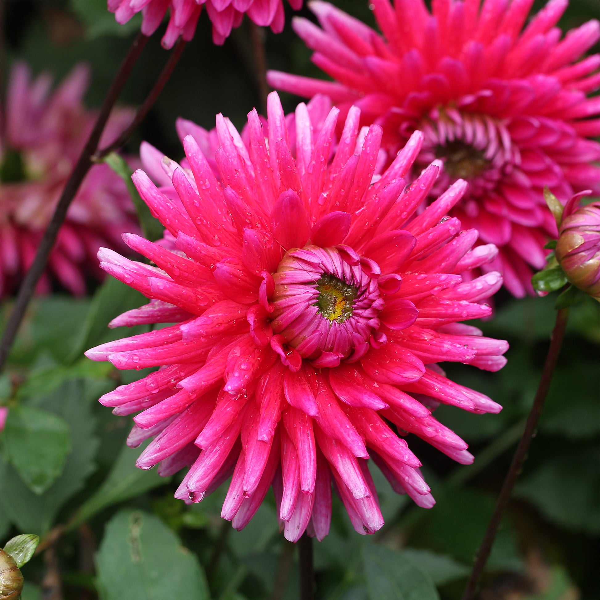 Dahlien Purple Gem (x3) - Dahlia Purple Gem - Bakker