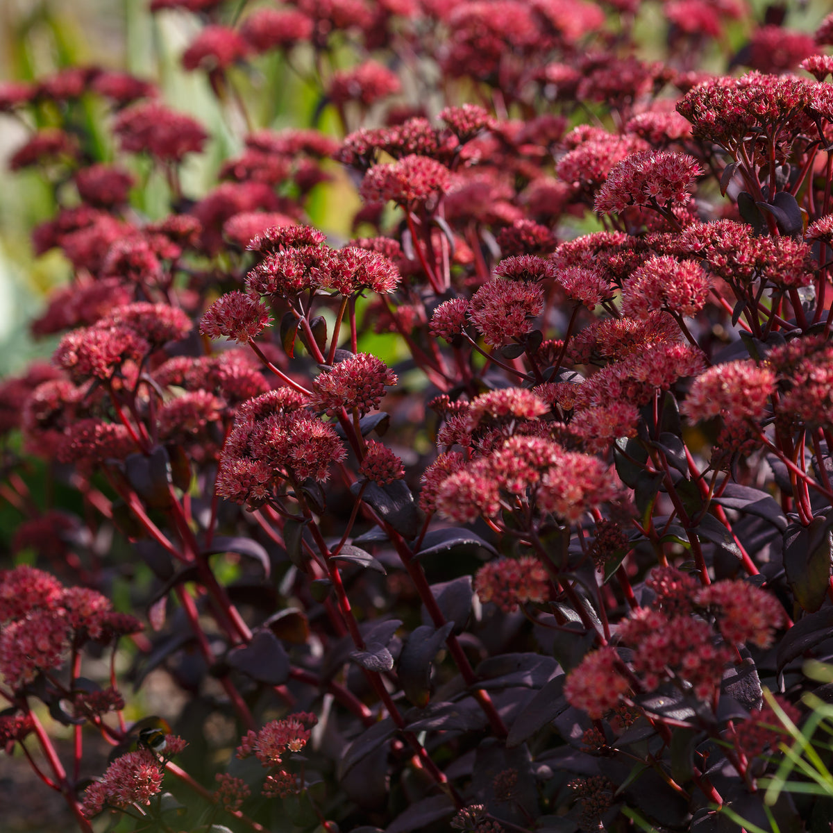 Sedum Blue Pearl - Sedum Blue Pearl - Sedum - Fetthenne