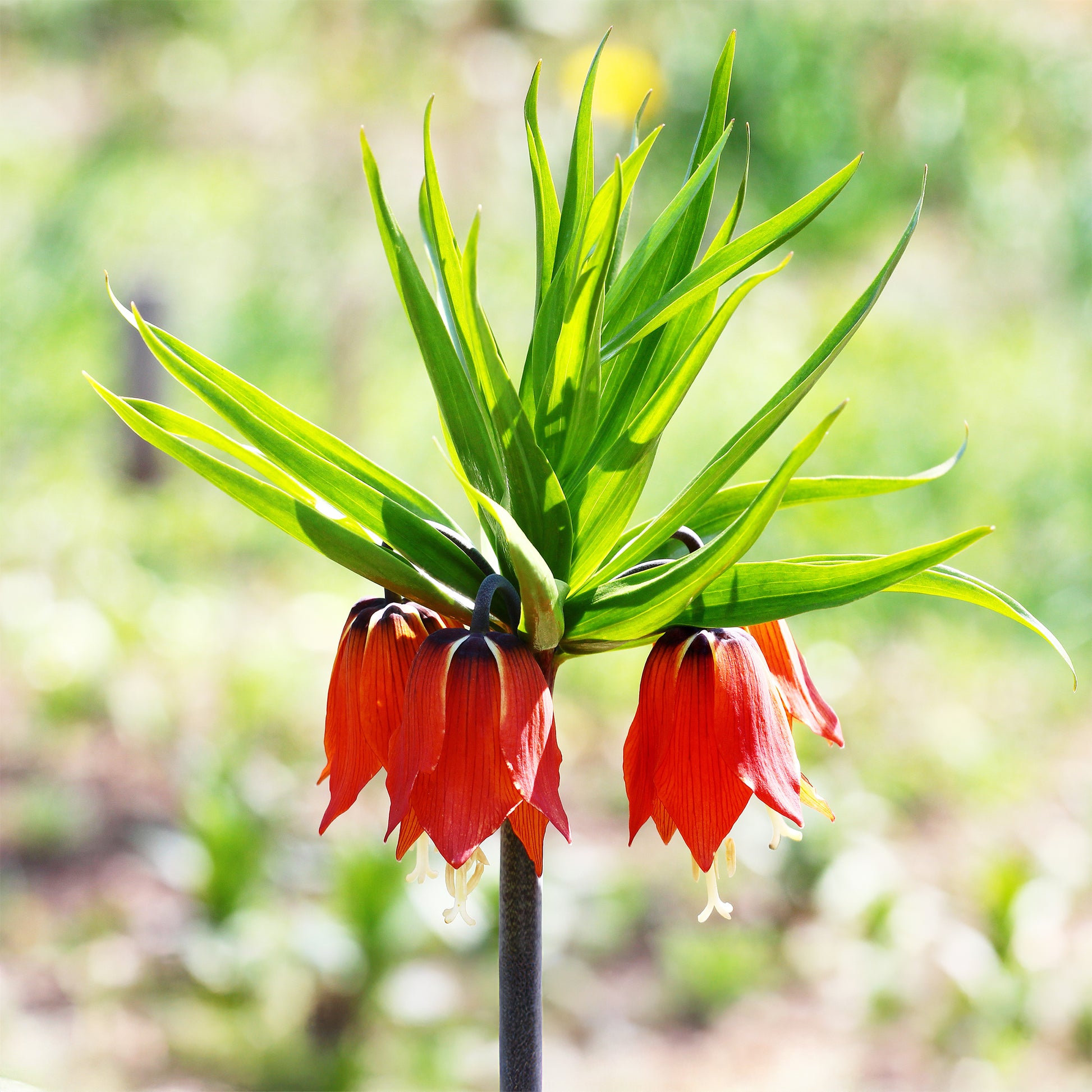 Kaiserkrone rot - Bakker